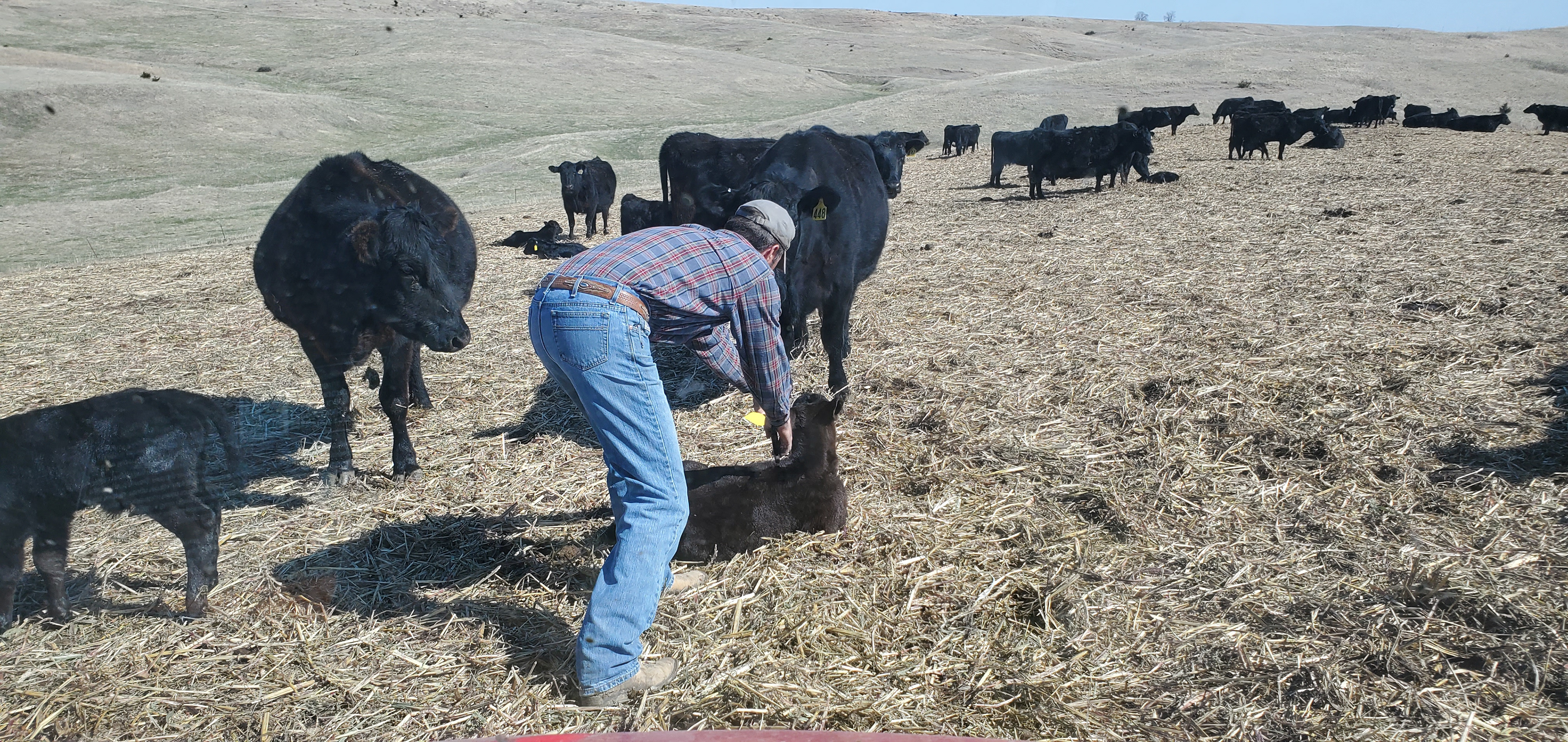Tagging calves
