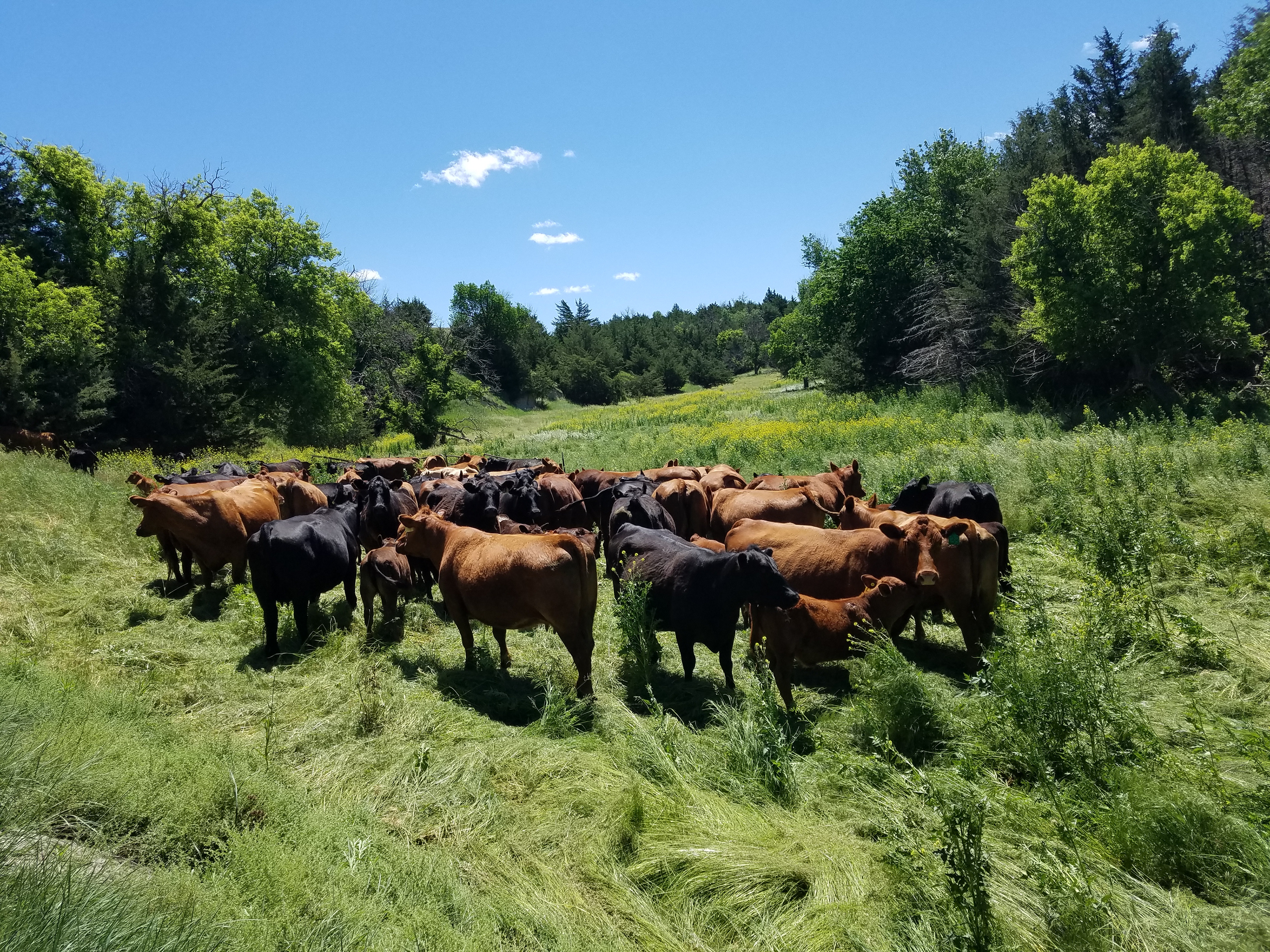 June Grass