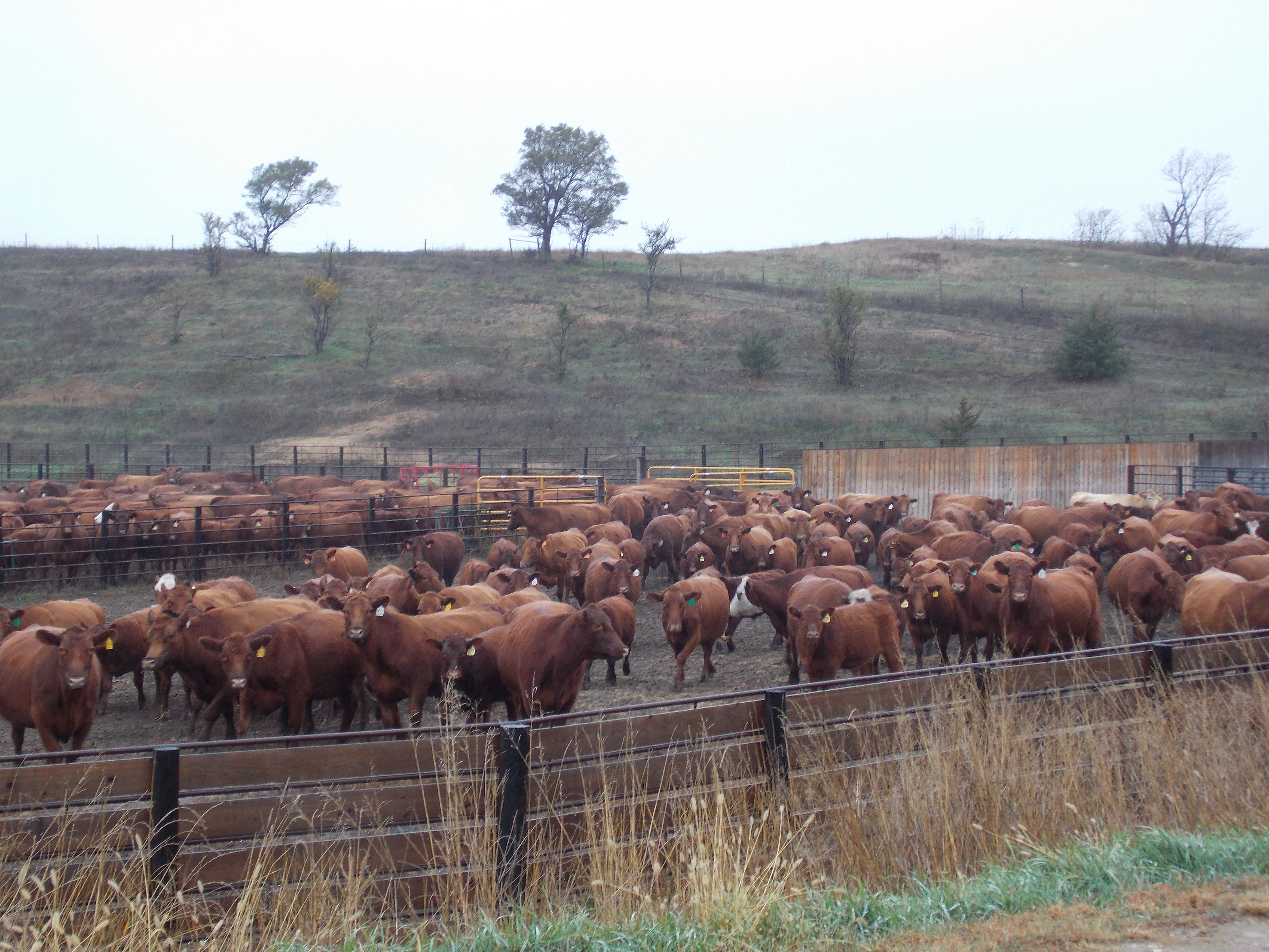 Sale Day - Cows Sorted