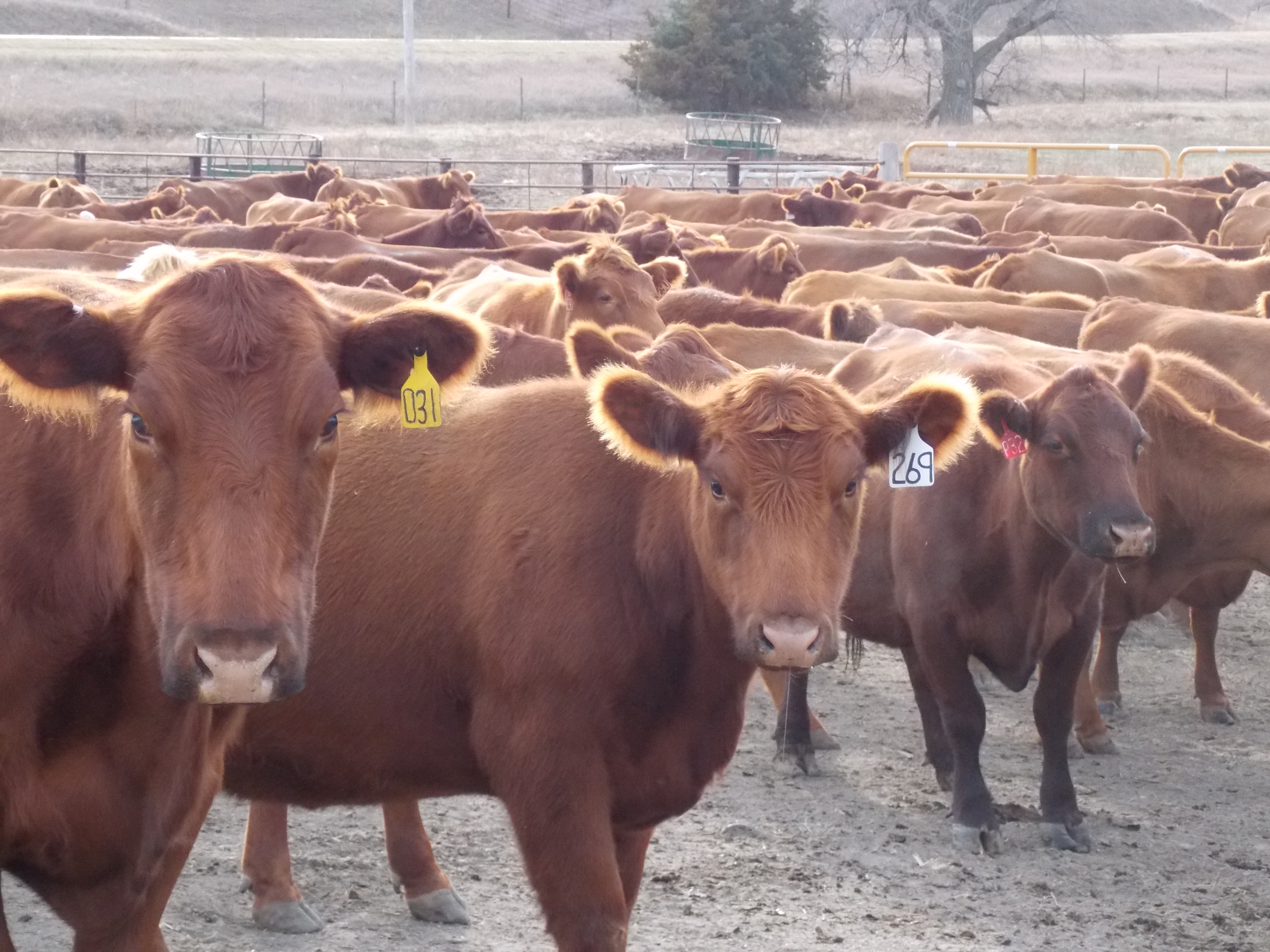 Sale Day - Cows Sorted