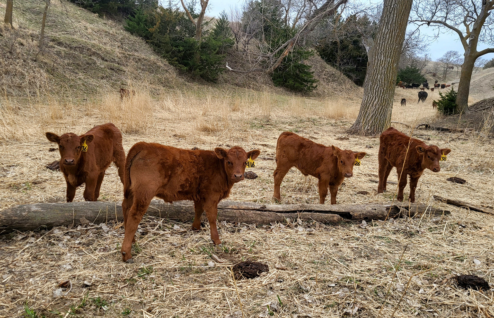 Spring Calves 2023