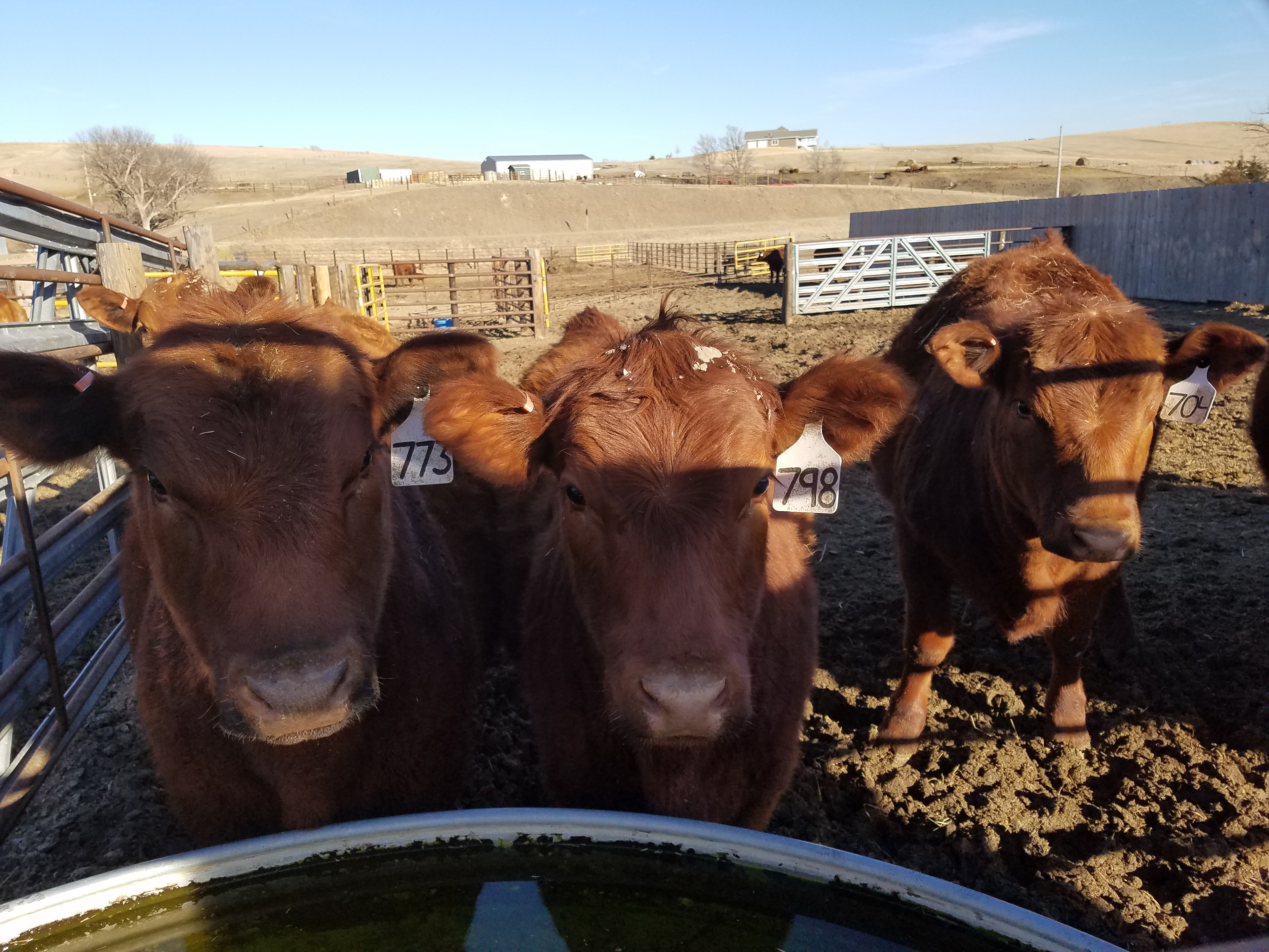Curious Calves