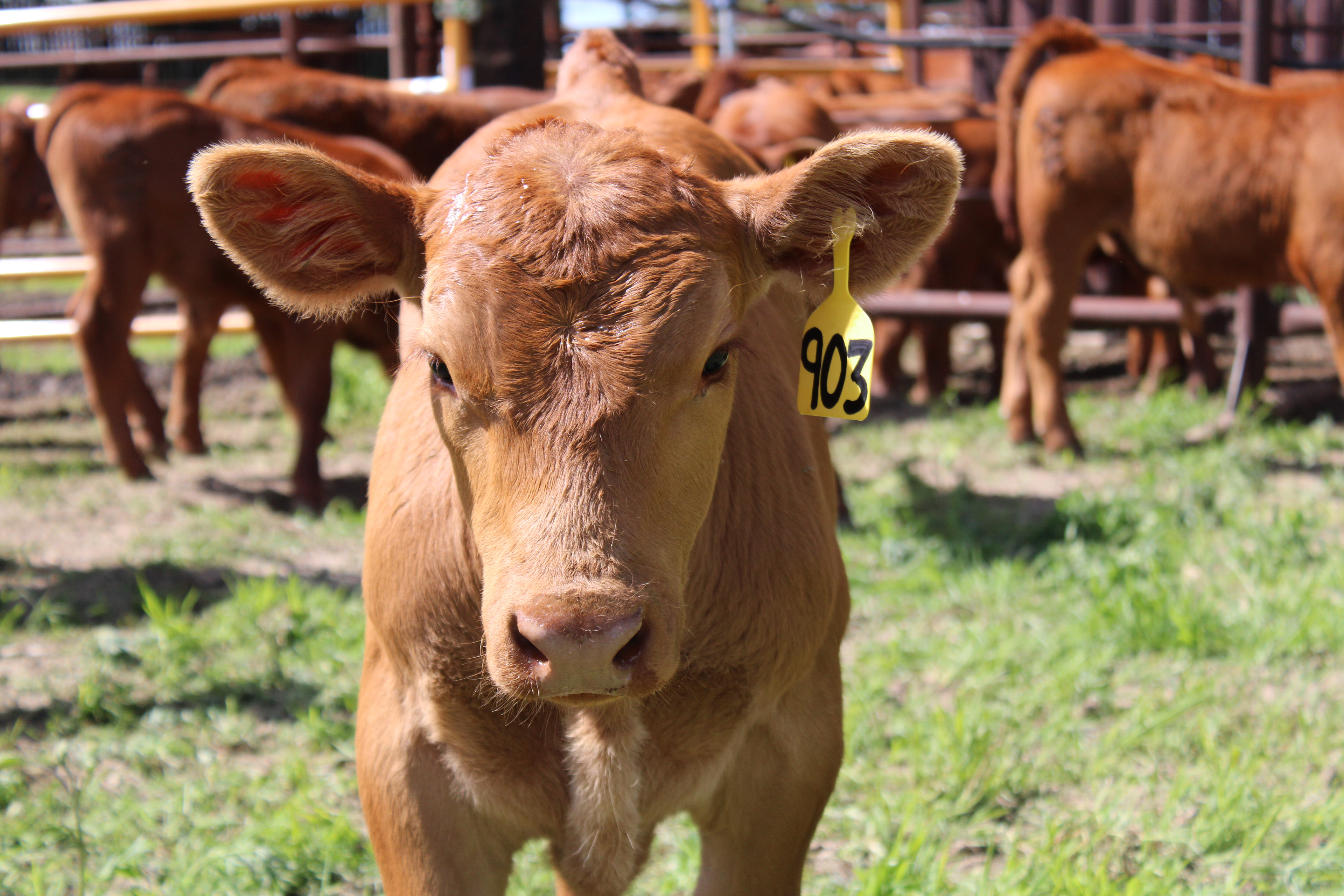 2024 Spring Branding