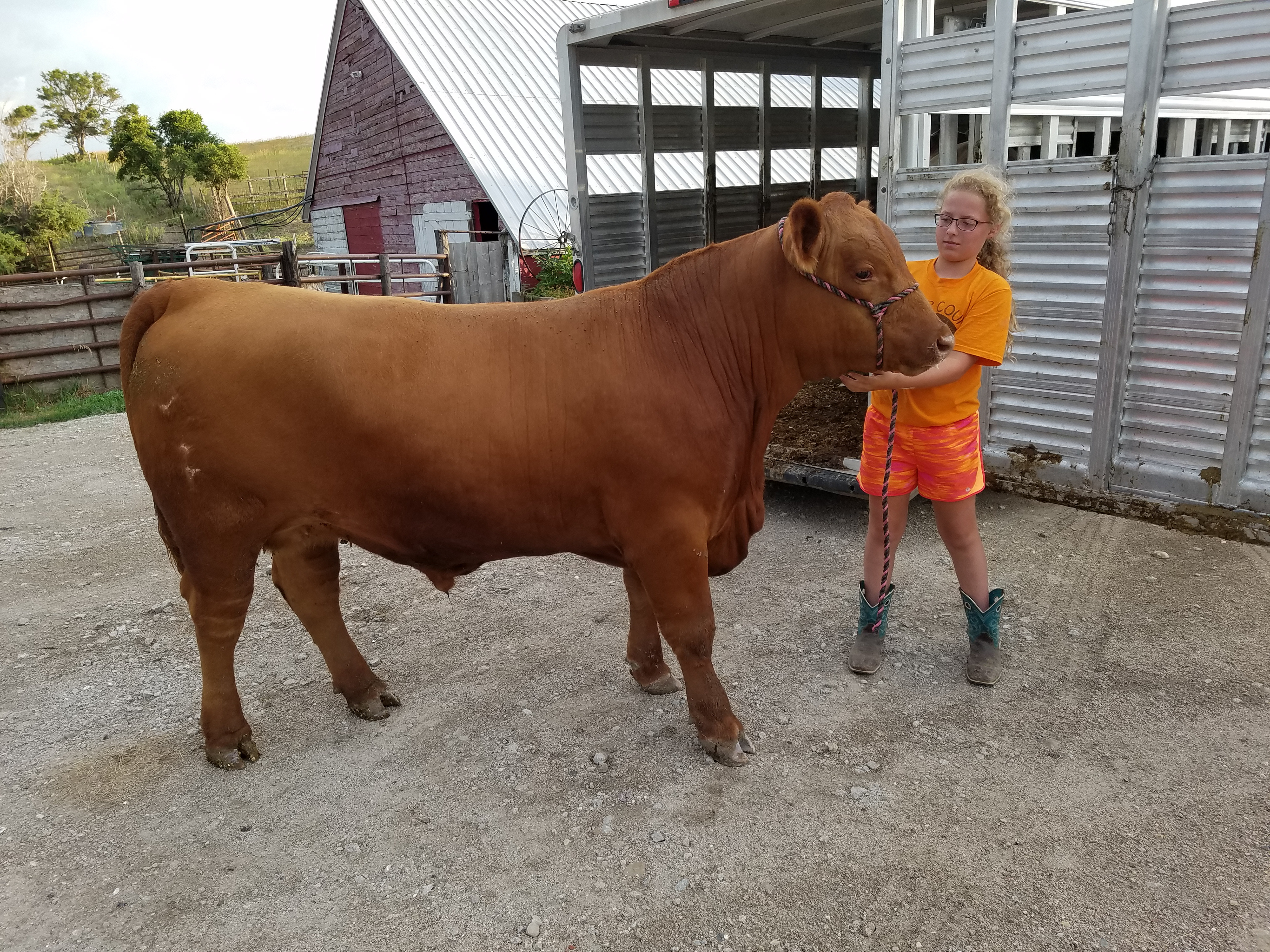 4-H Steer