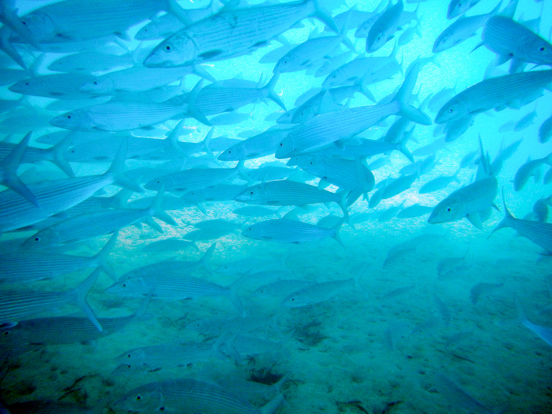 Bahamas Unterwasser