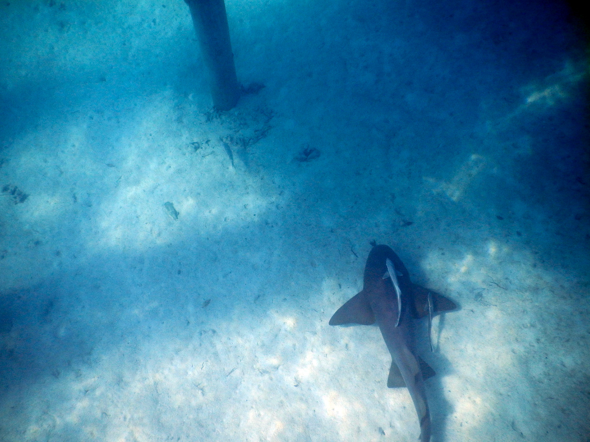 Bahamas Unterwasser
