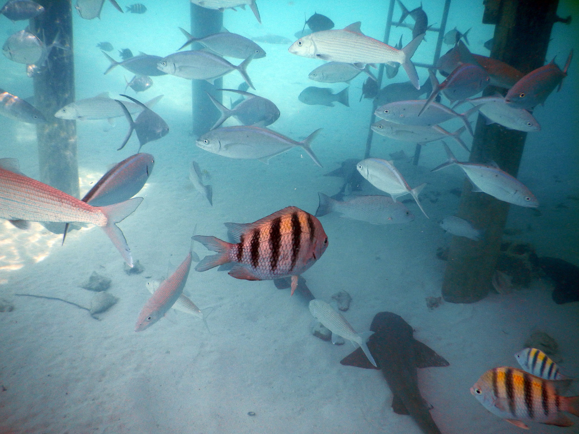 Bahamas Unterwasser