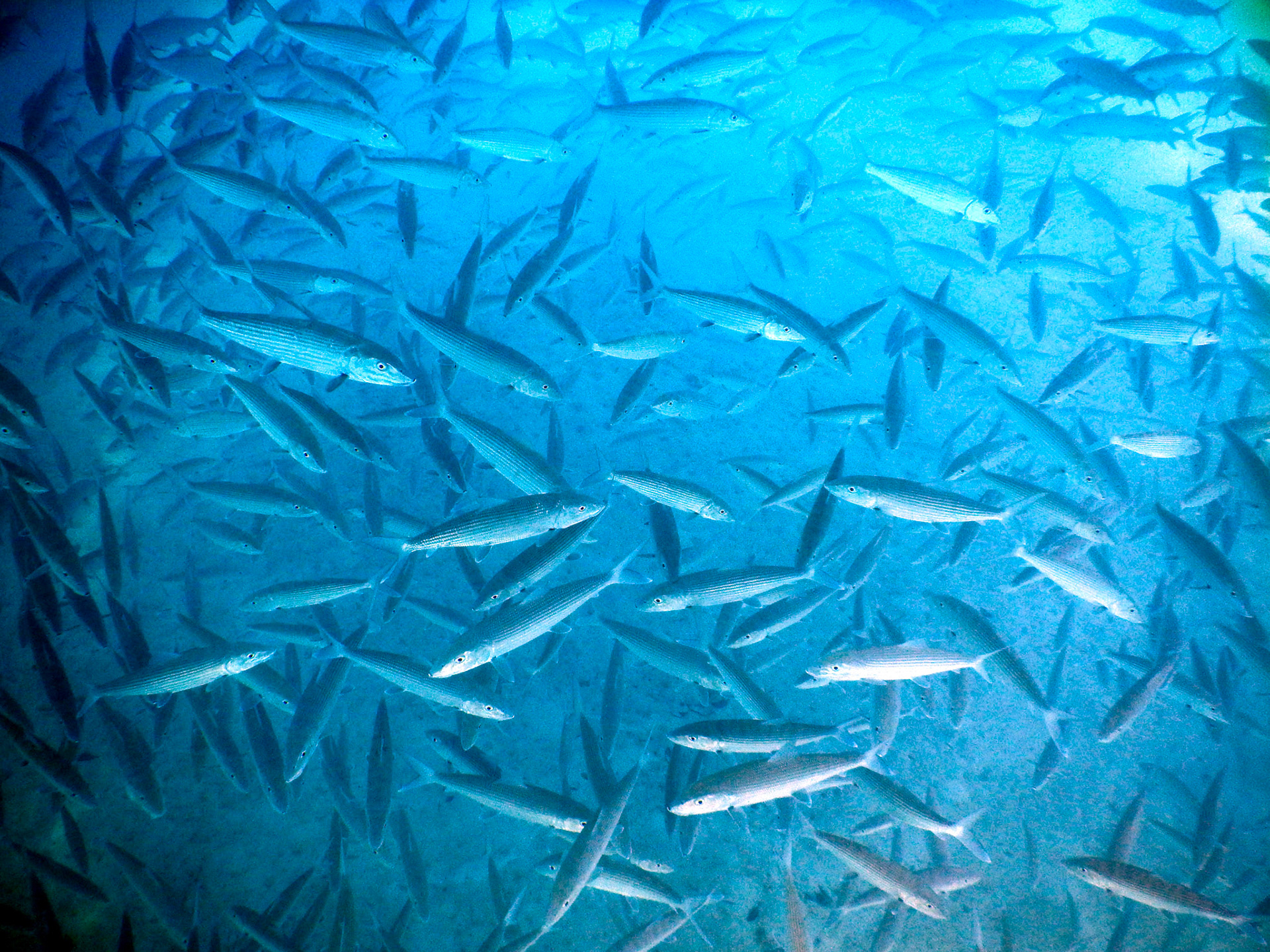 Bahamas Unterwasser