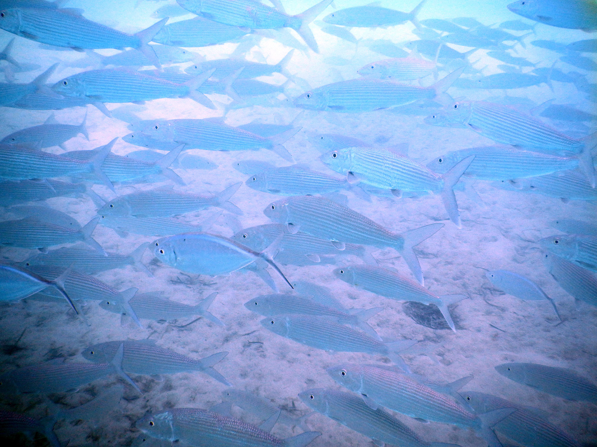 Bahamas Unterwasser