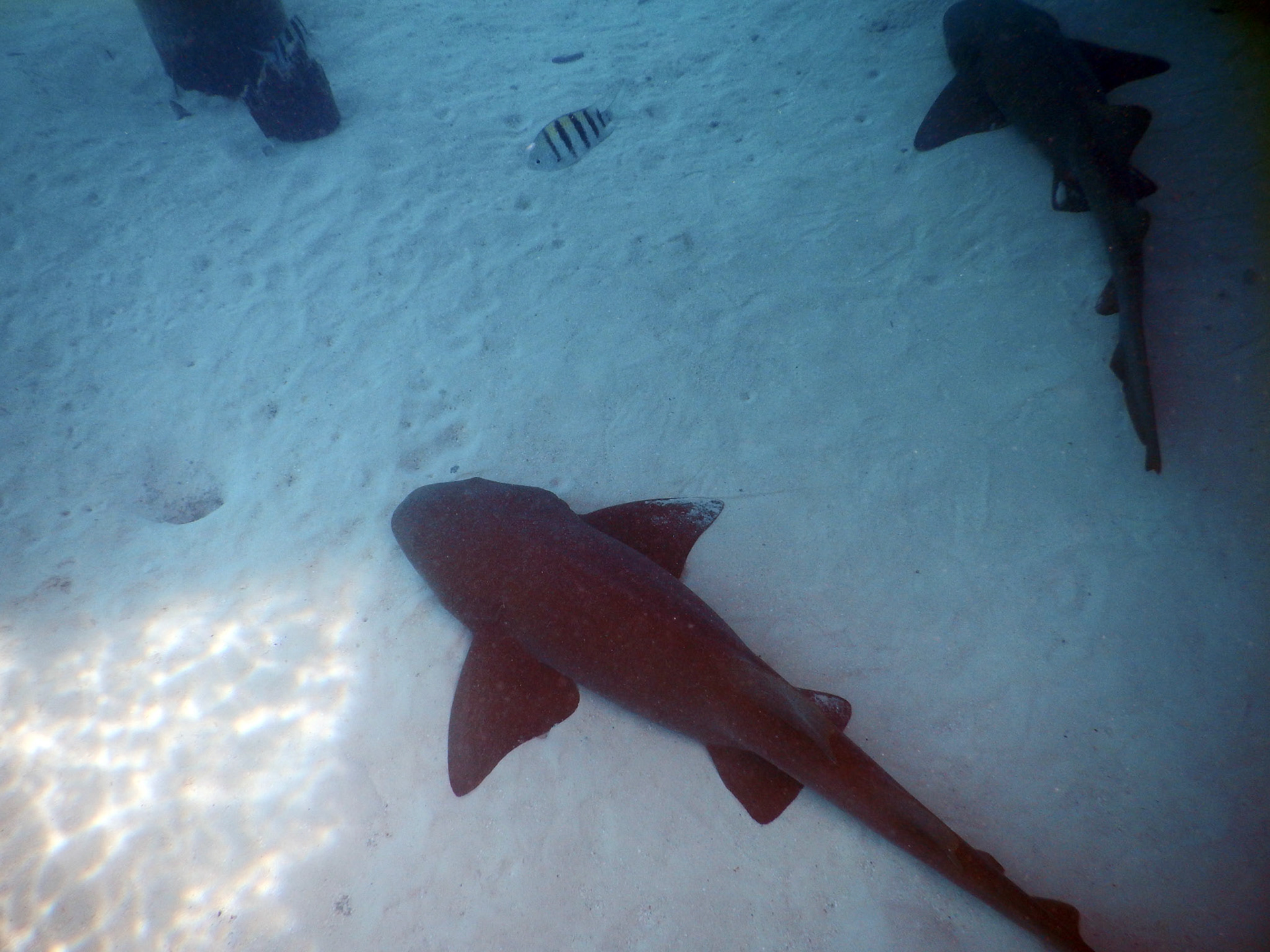 Bahamas Unterwasser