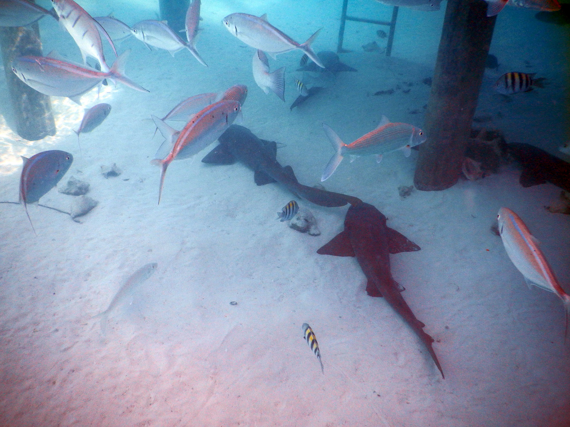 Bahamas Unterwasser