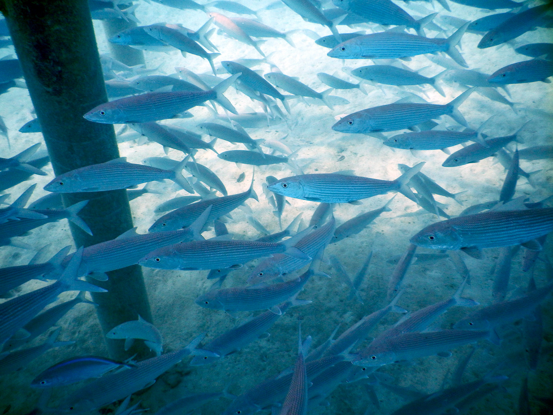 Bahamas Unterwasser