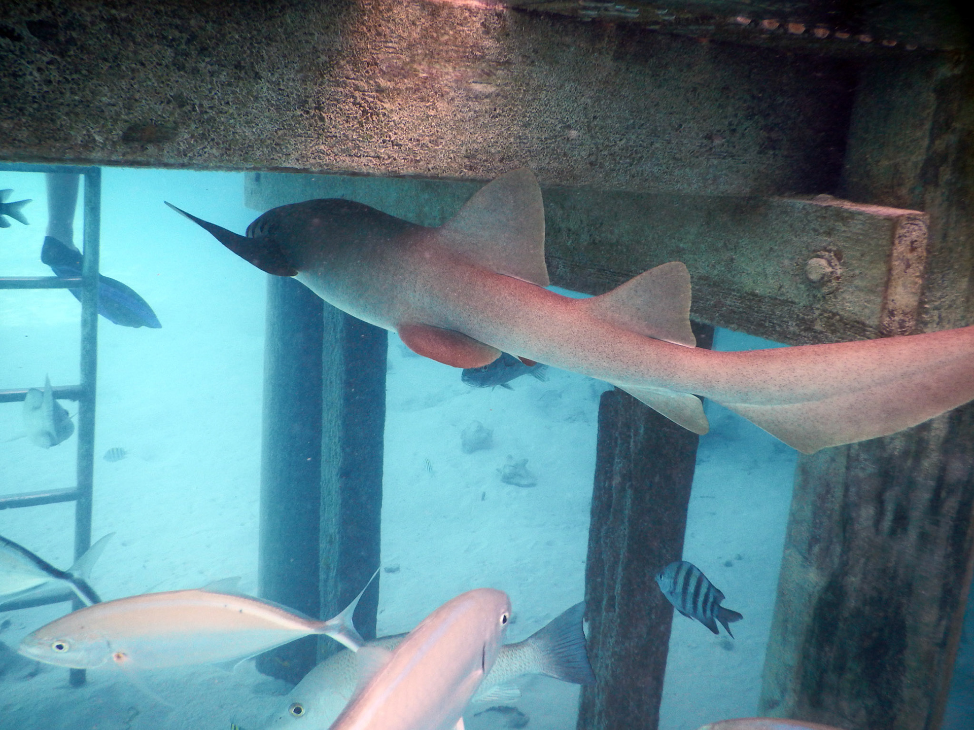 Bahamas Unterwasser