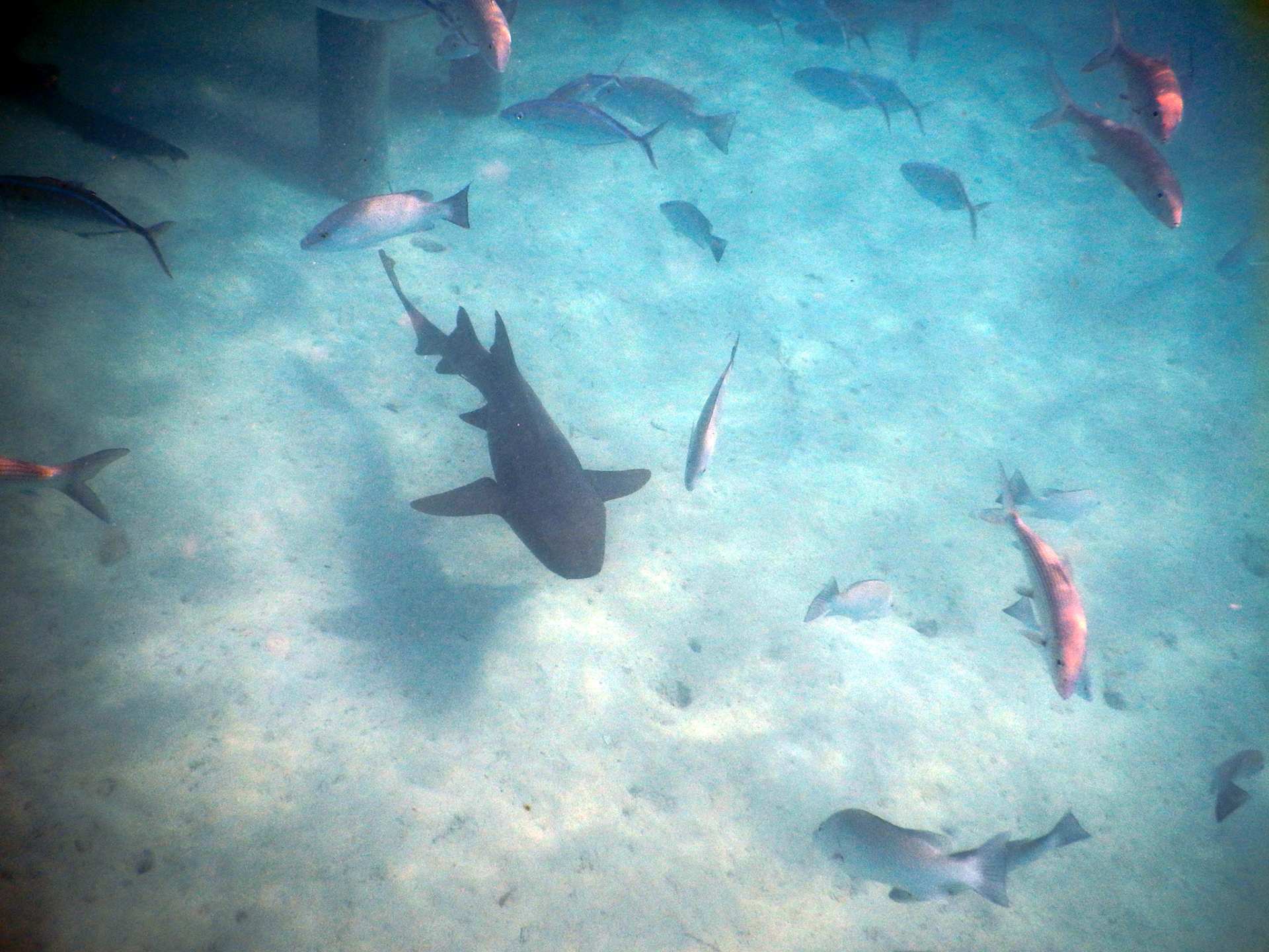 Bahamas Unterwasser