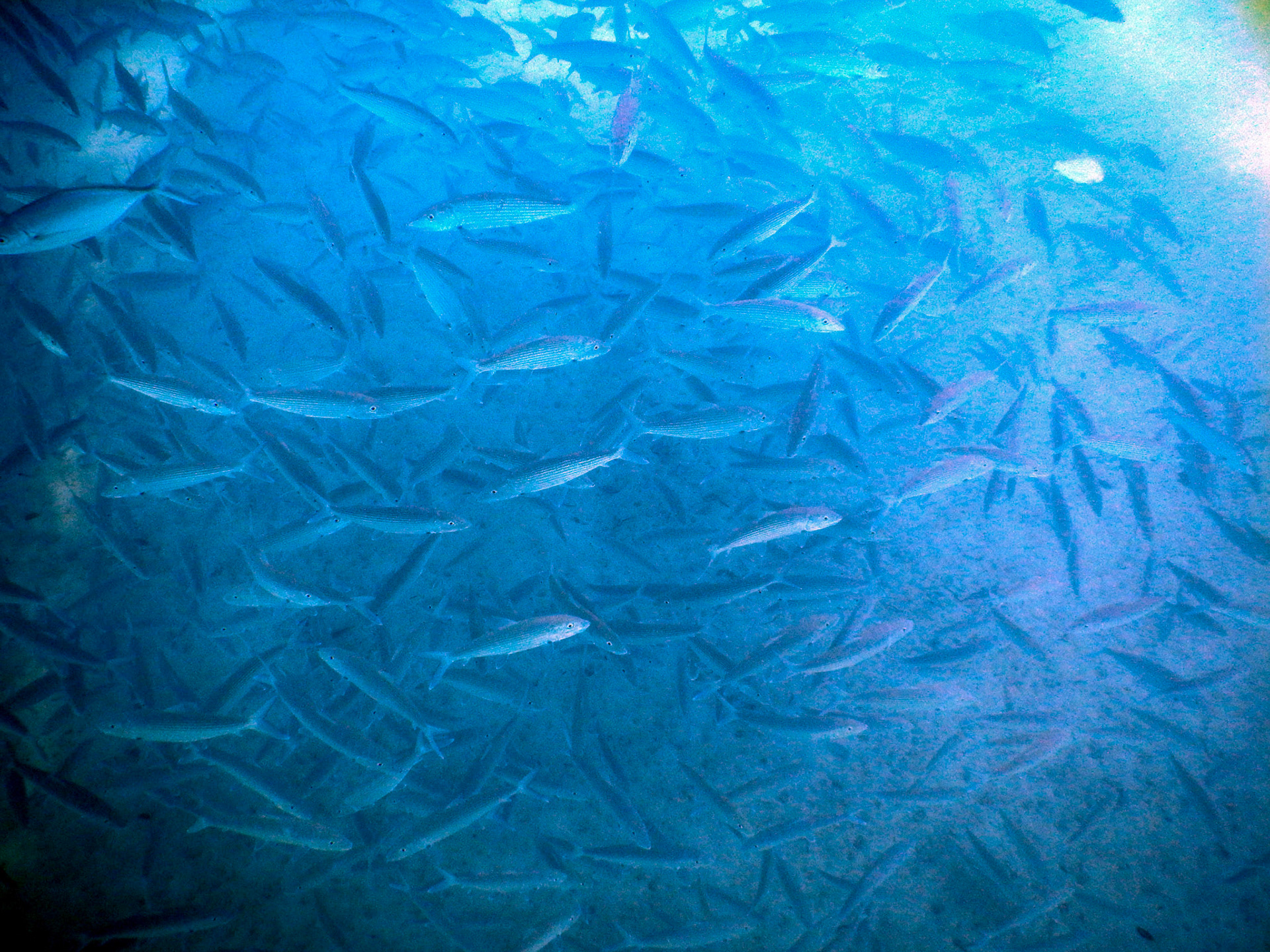 Bahamas Unterwasser