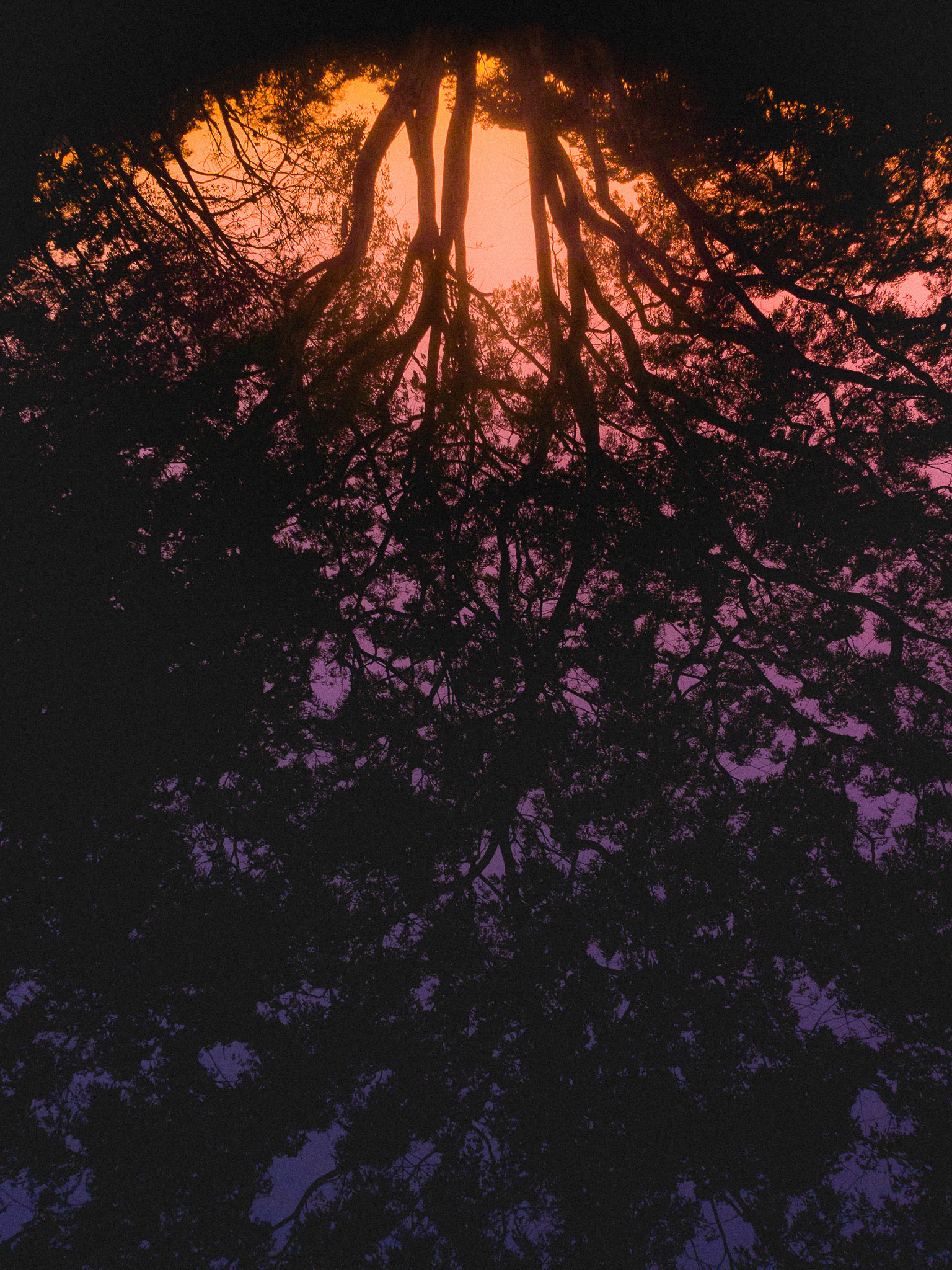 Lungs