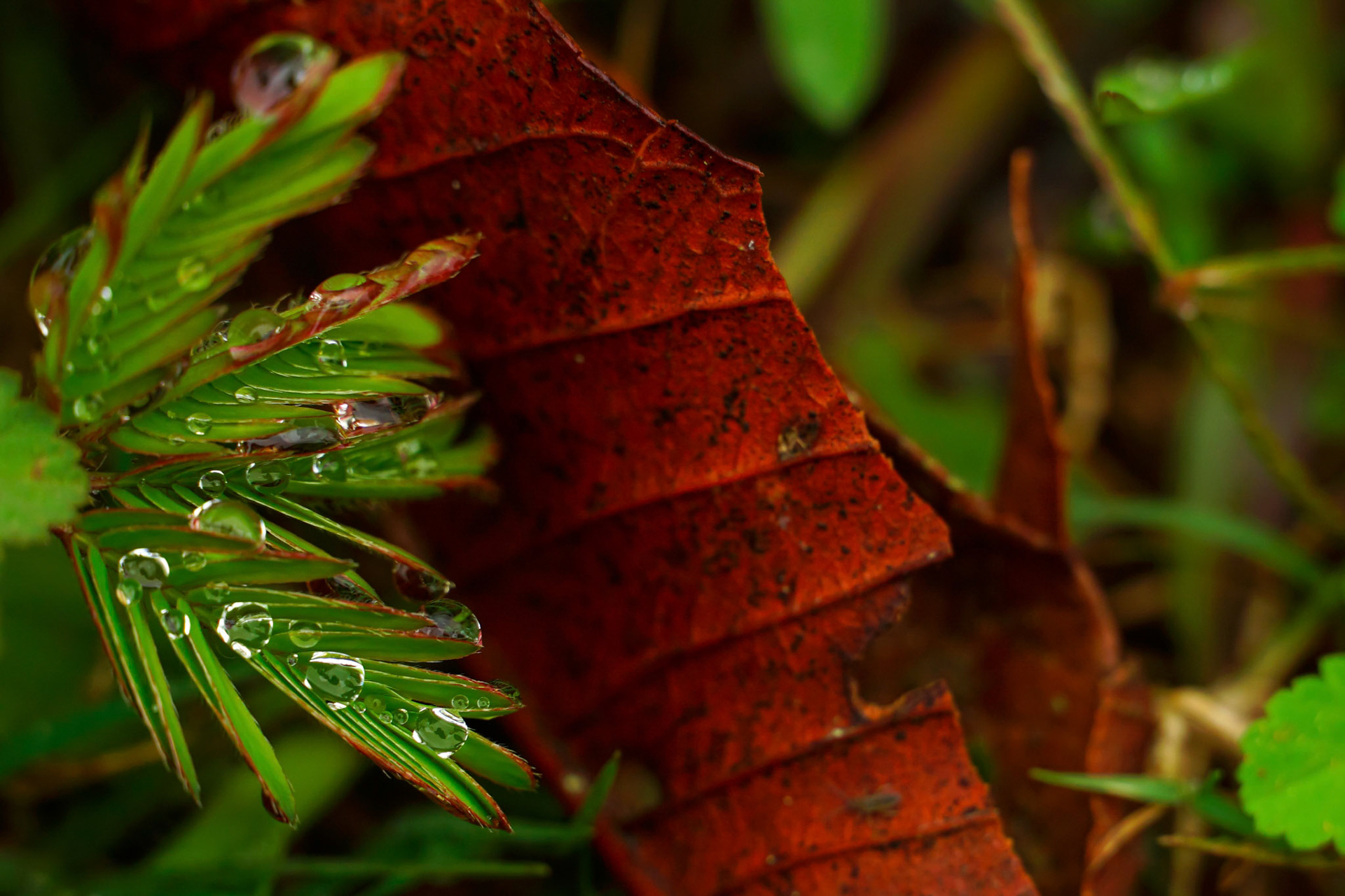Drops in the rainforest #5 • Gotas na floresta #5