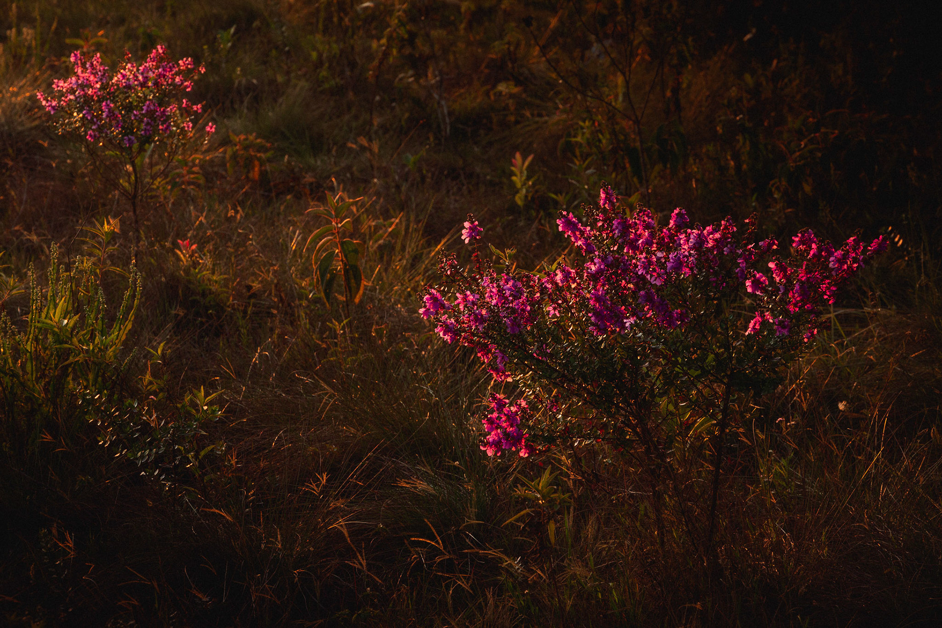 Montane flowers