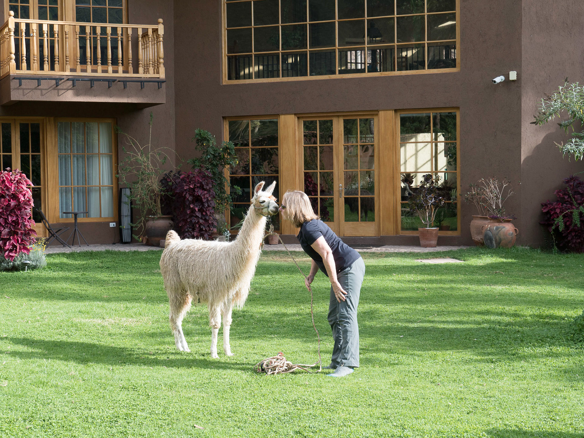 Kissing a Llama