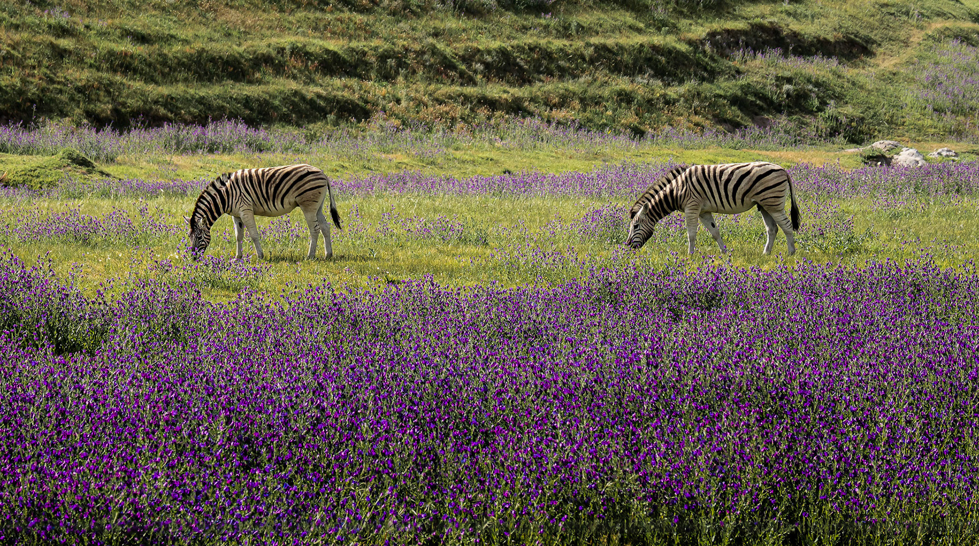On the way to wineries near Cape Town, South Africa