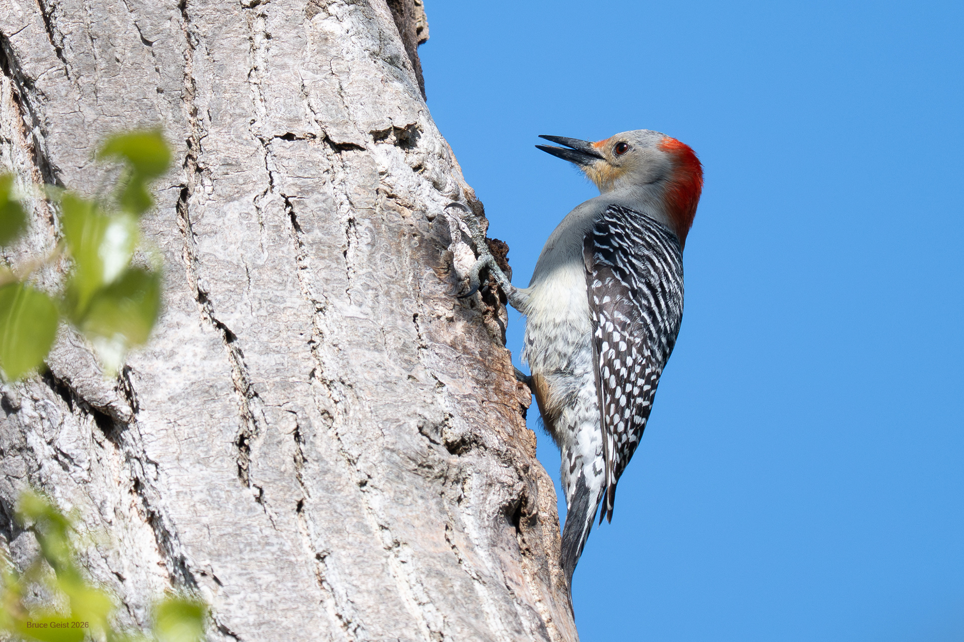 Red-bellied Woodpecker