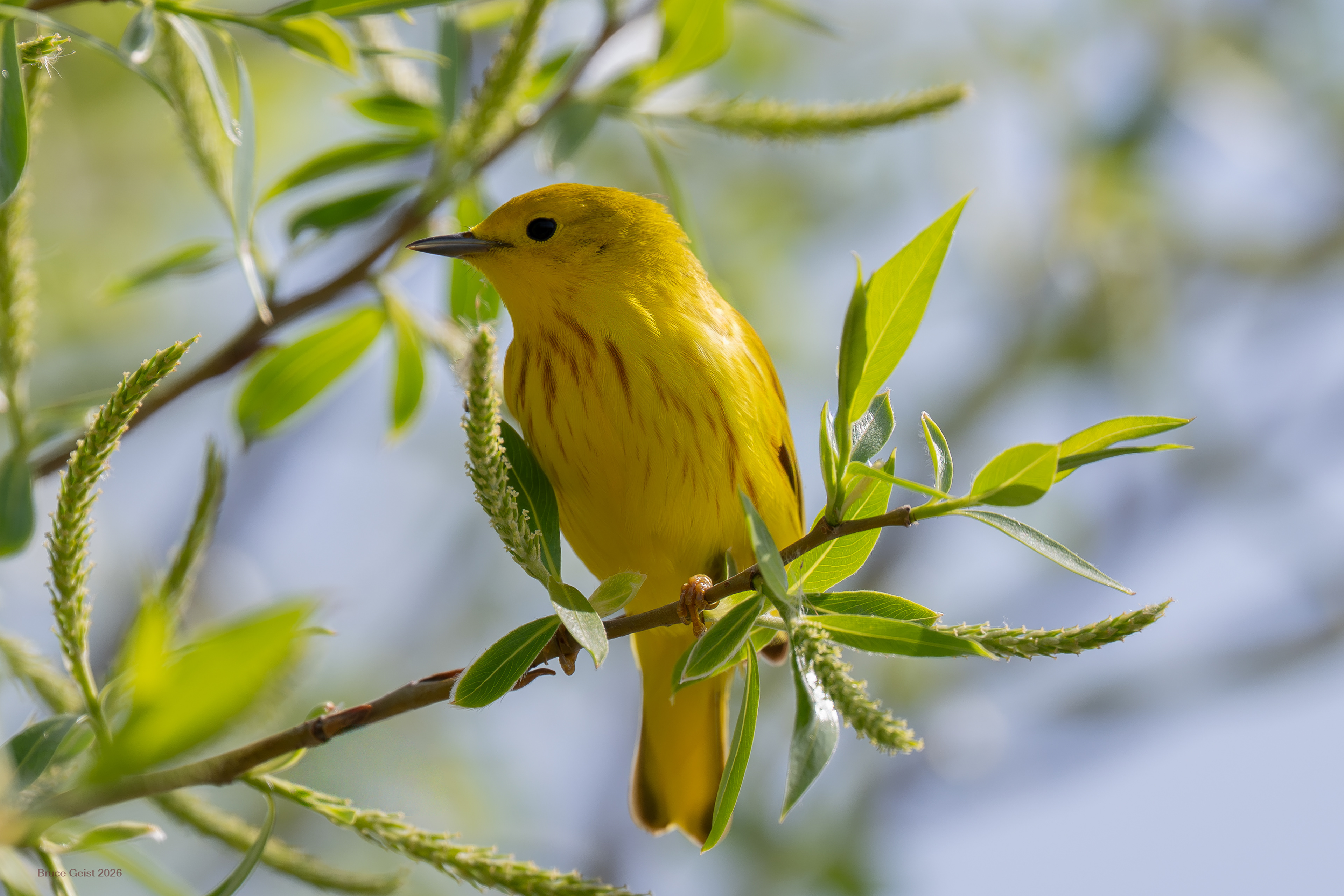 Yellow Warbler