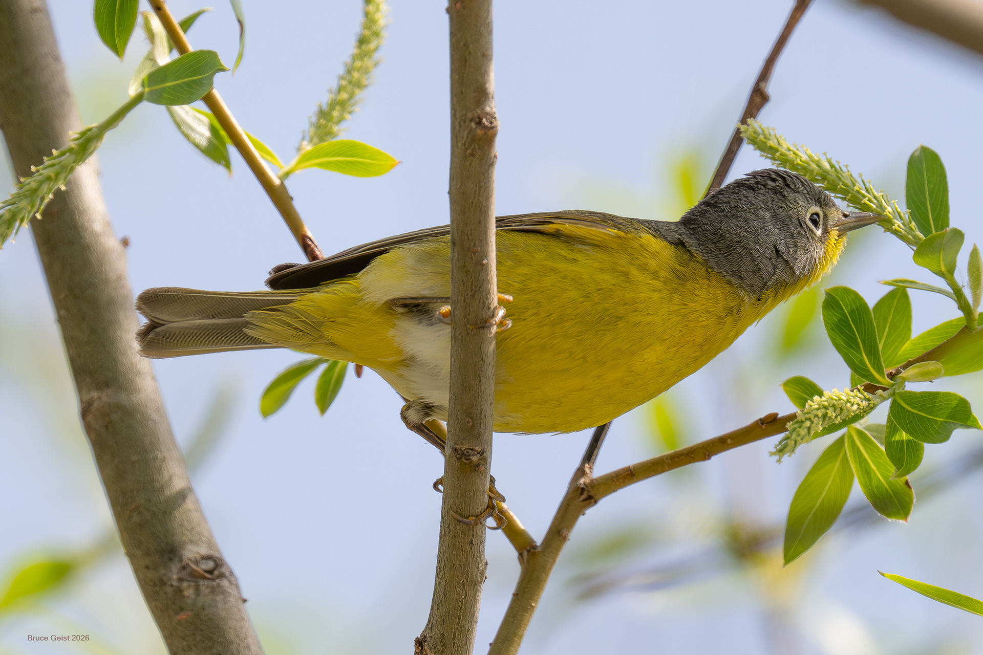 Nashville Warbler
