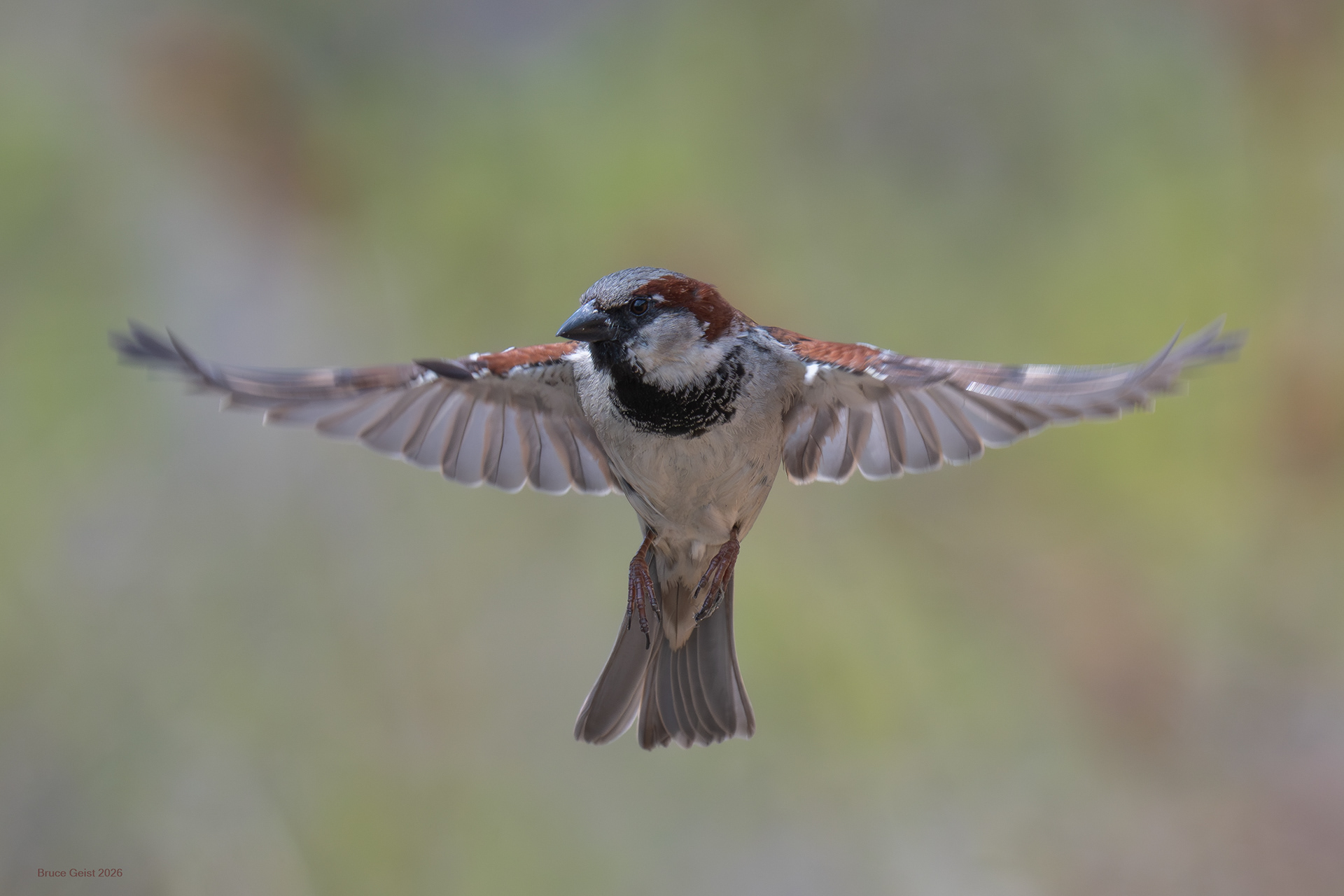 House Sparrow
