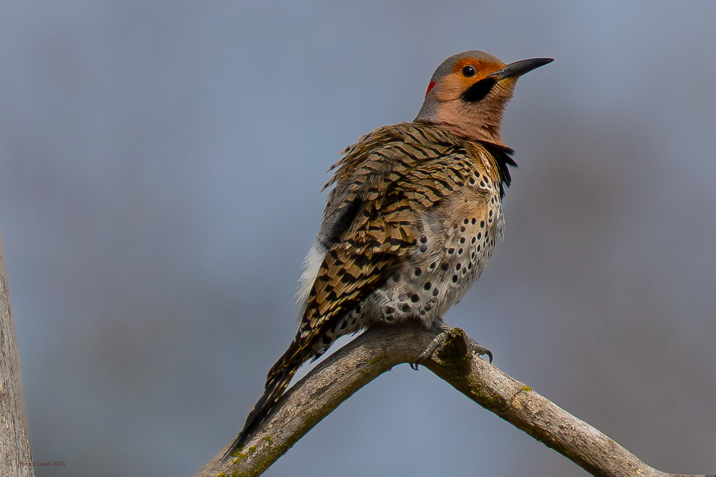 Northern Flicker (male)