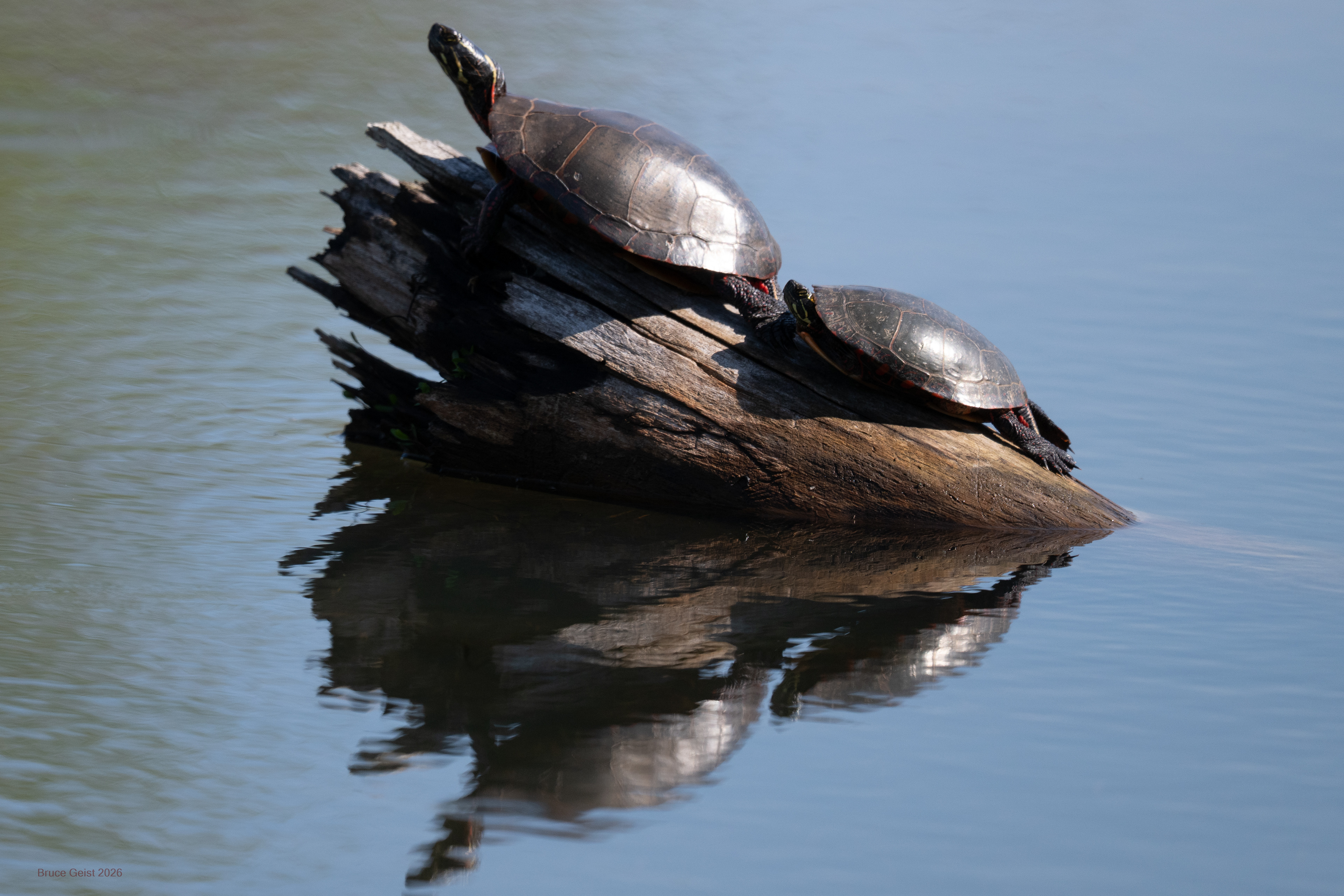Painted Turtle