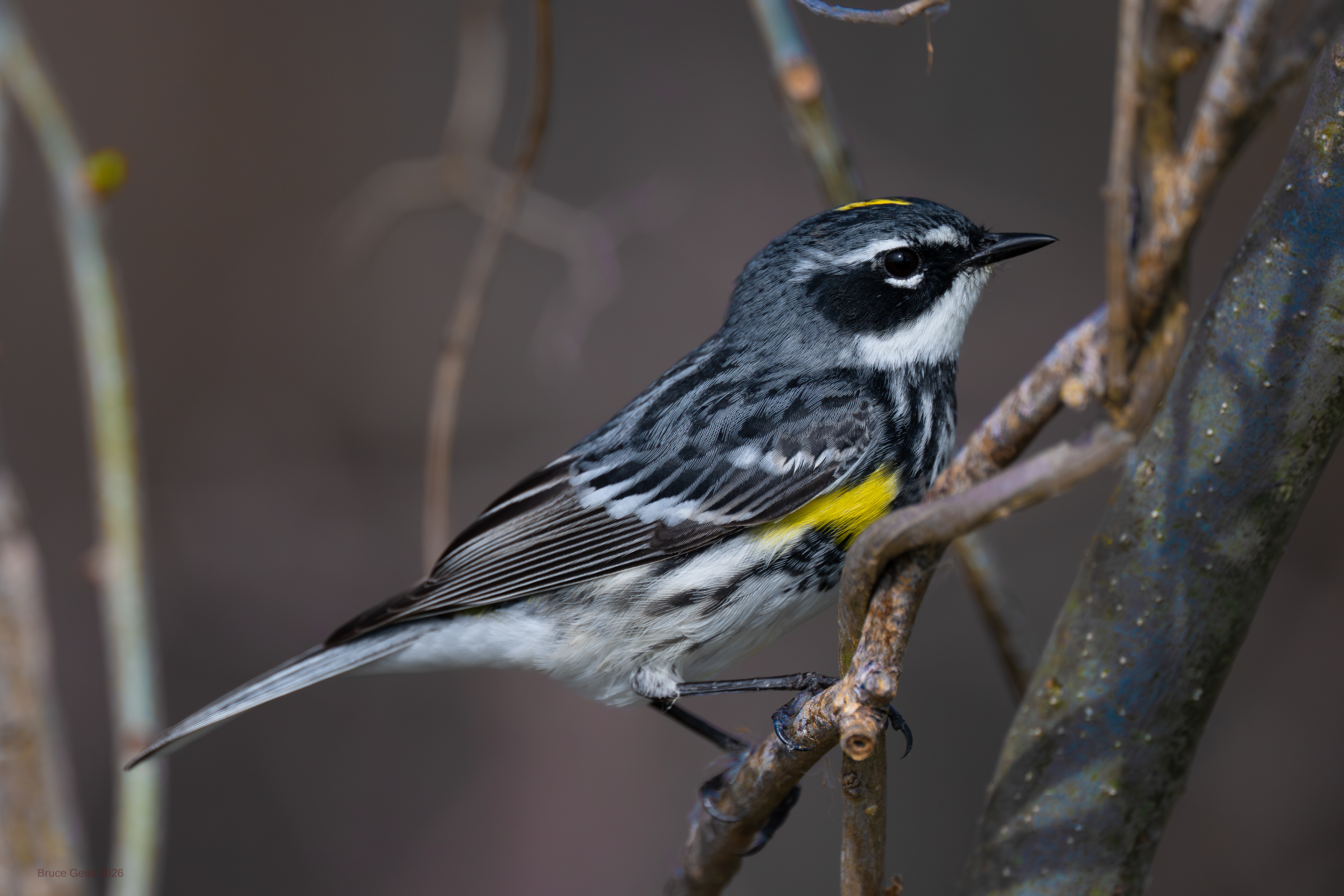 Yellow-rumped Warbler