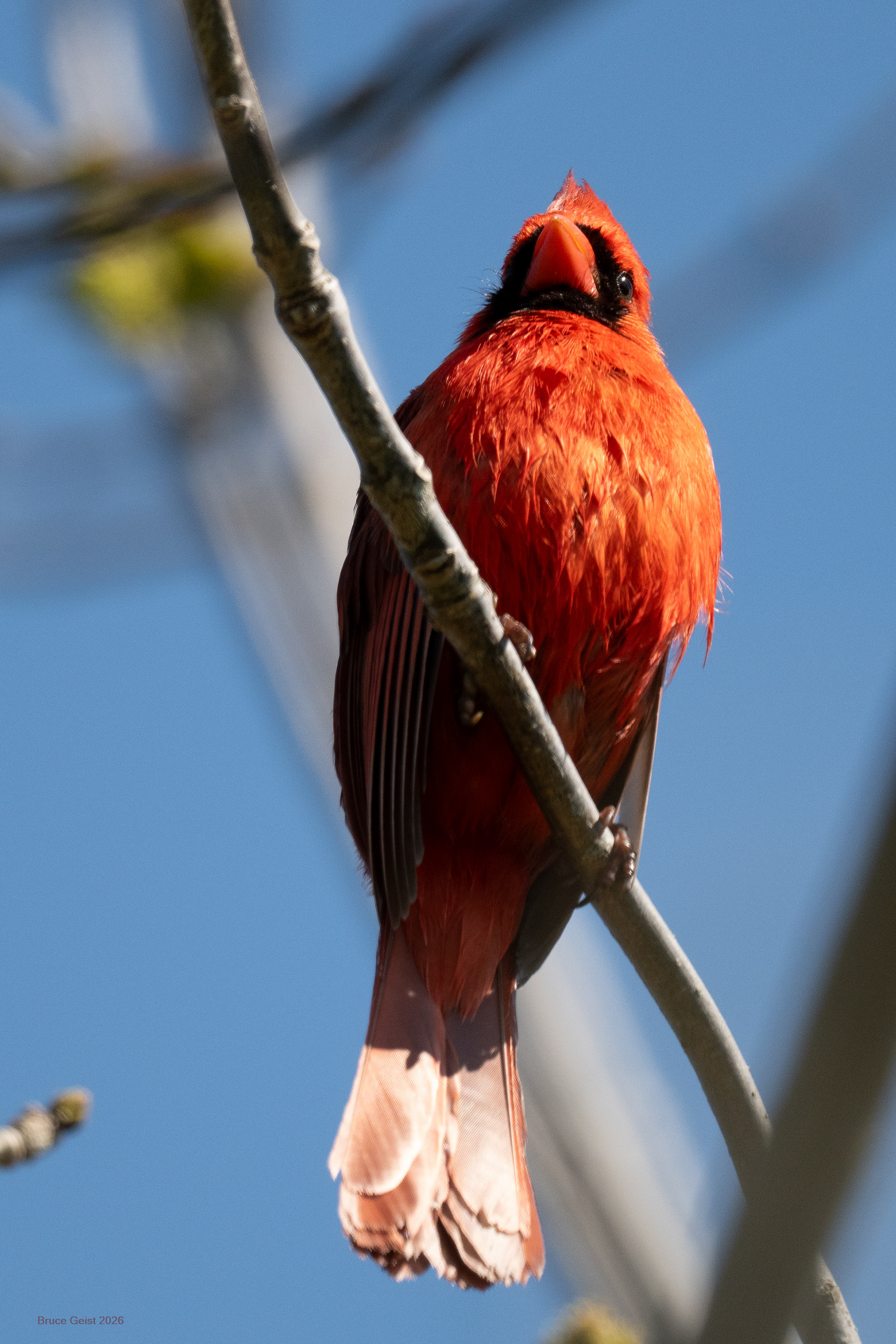 Northern Cardinal