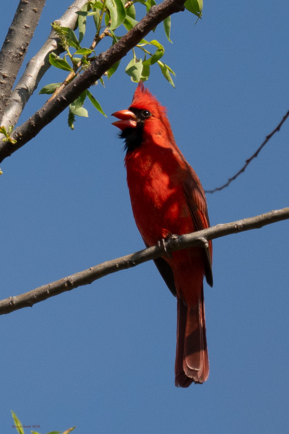 Northern Cardinal
