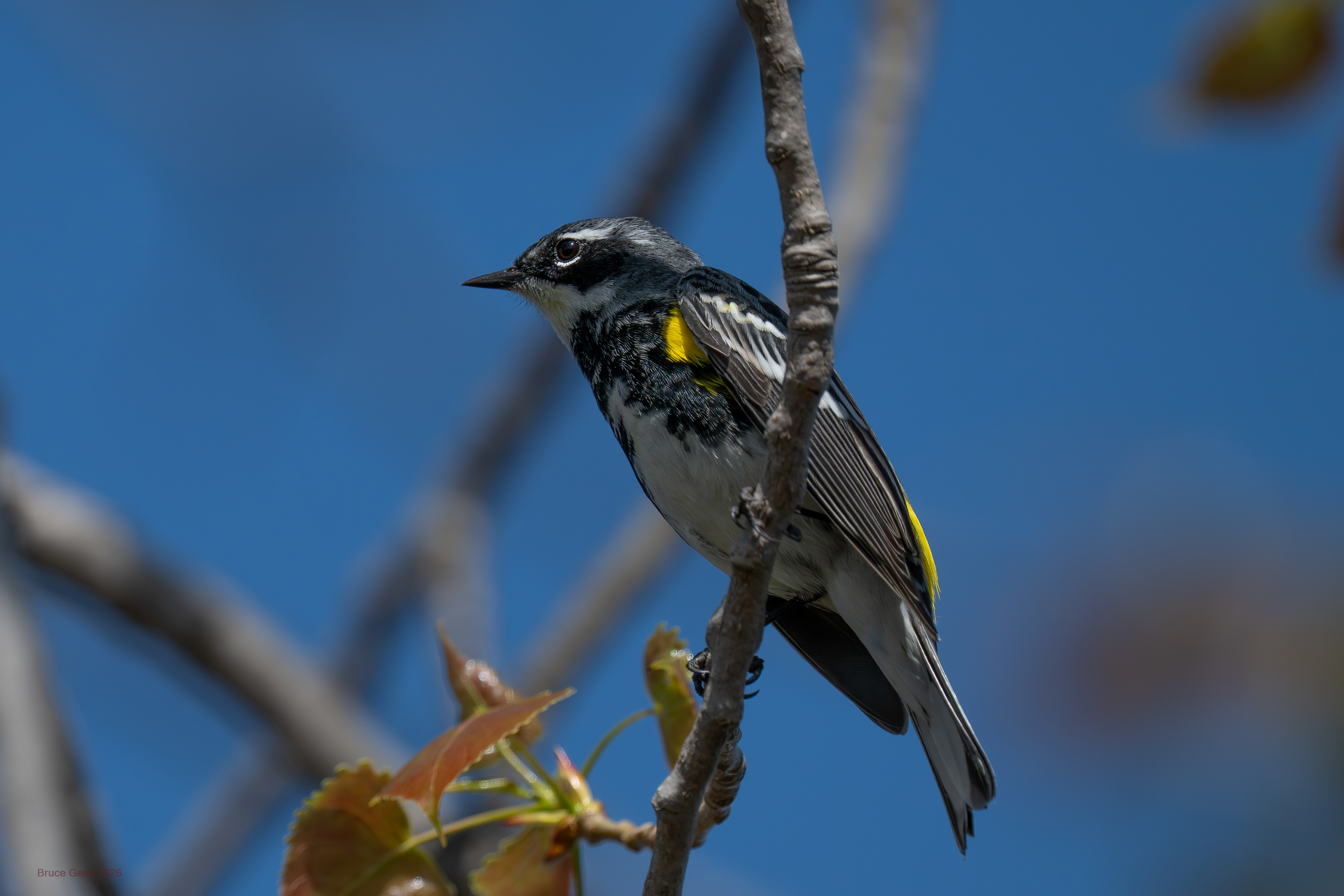 Yellow-rumped Warbler