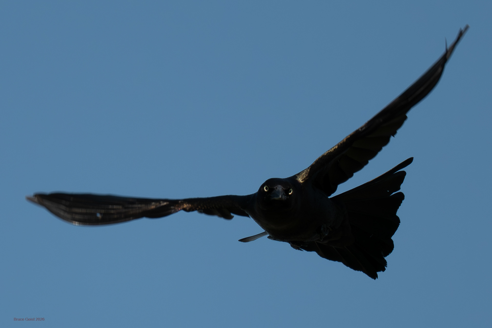 Rusty Blackbird