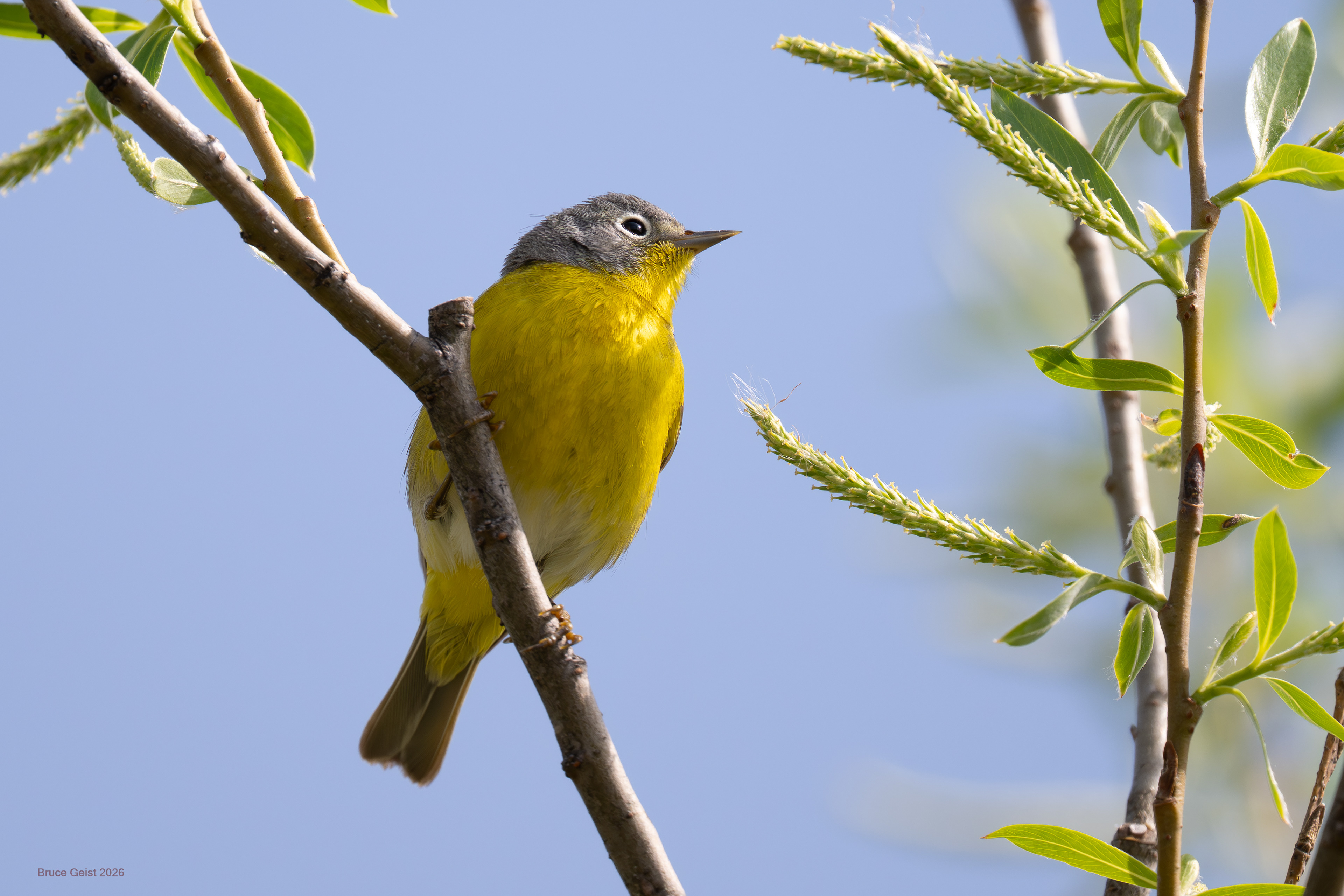 Nashville Warbler