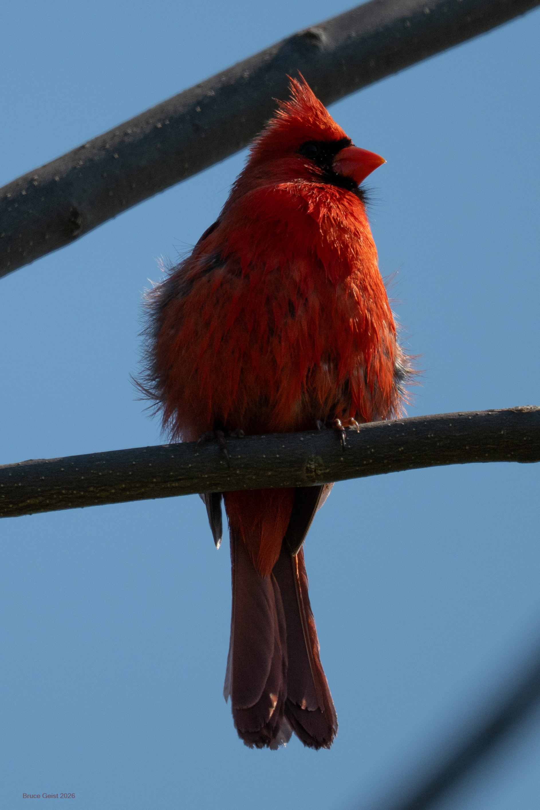 Northern Cardinal
