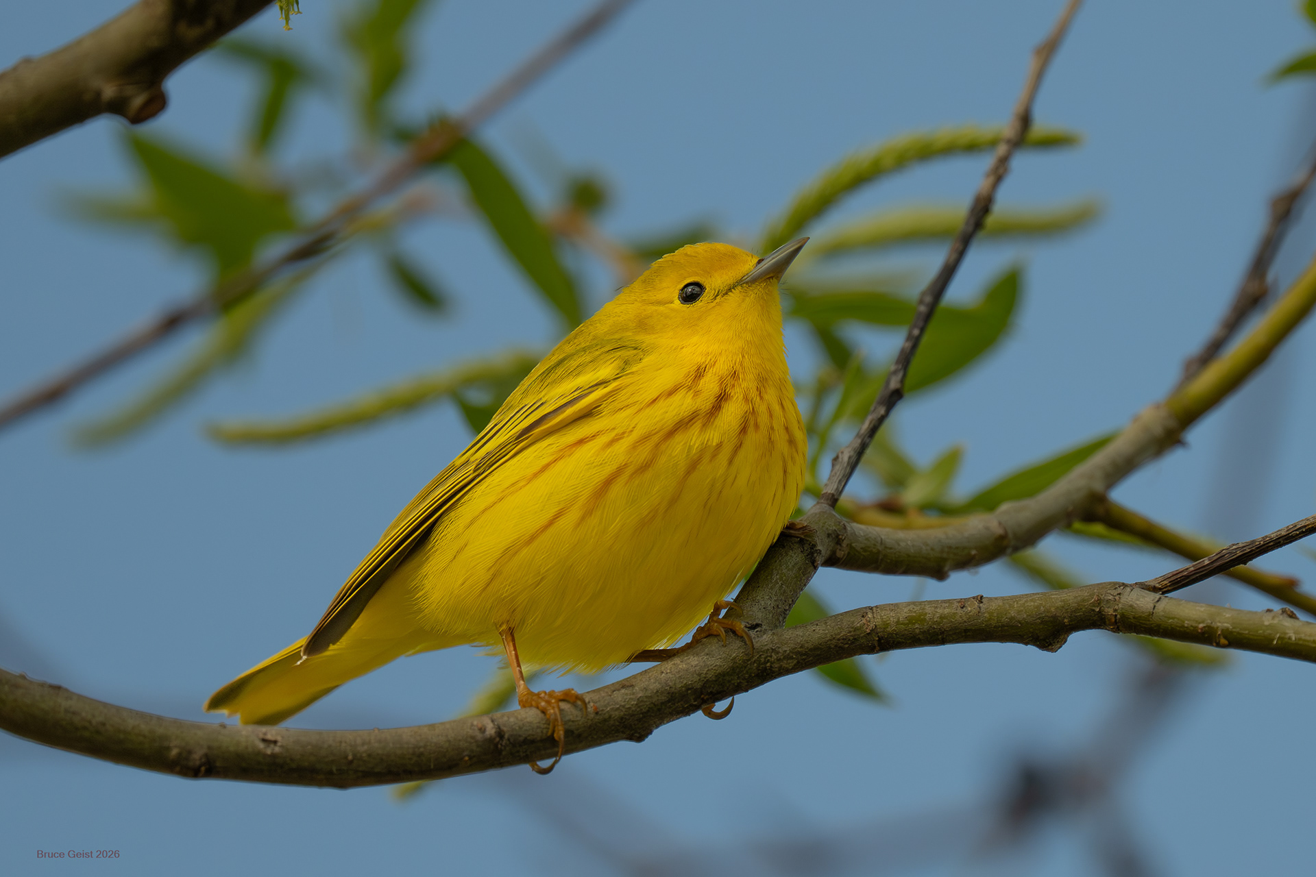 Yellow Warbler