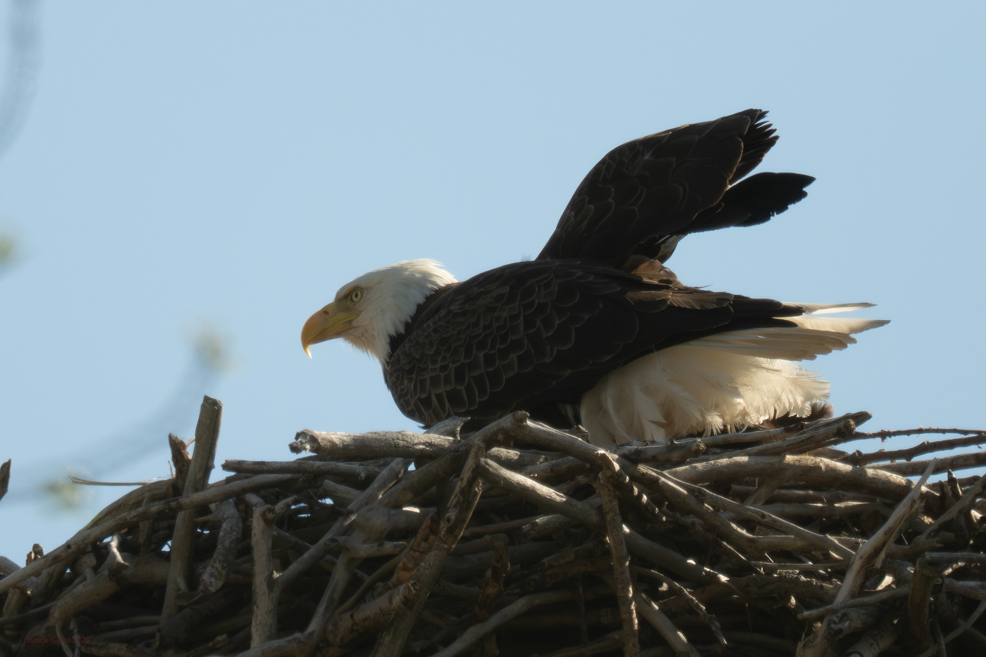 Bald Eagle