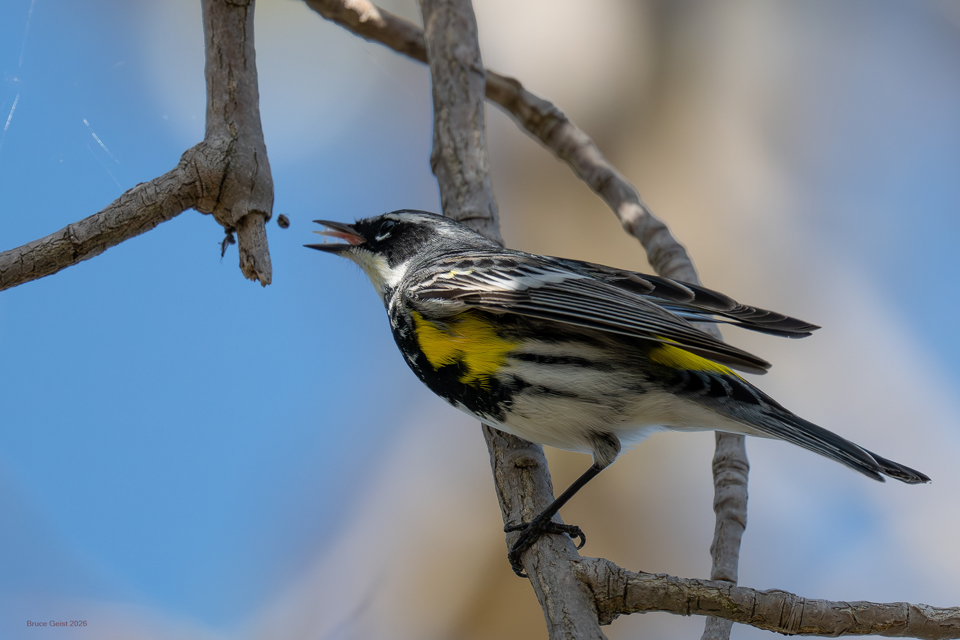 Yellow-rumped Warbler