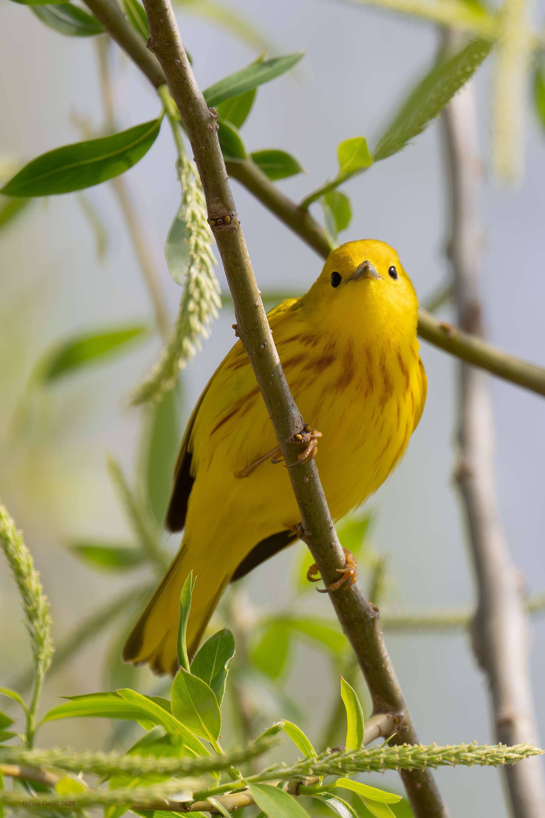 Yellow Warbler