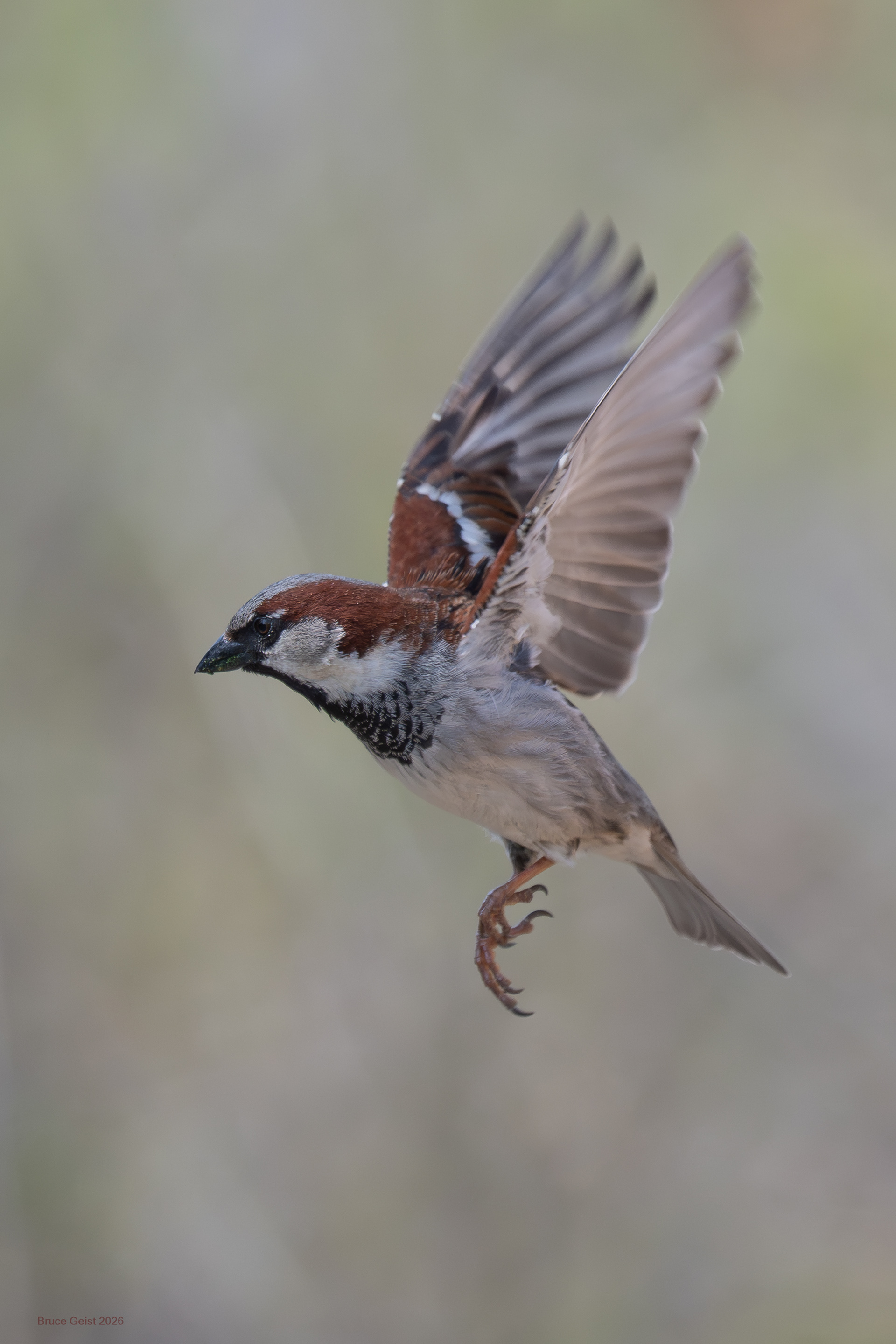 House Sparrow