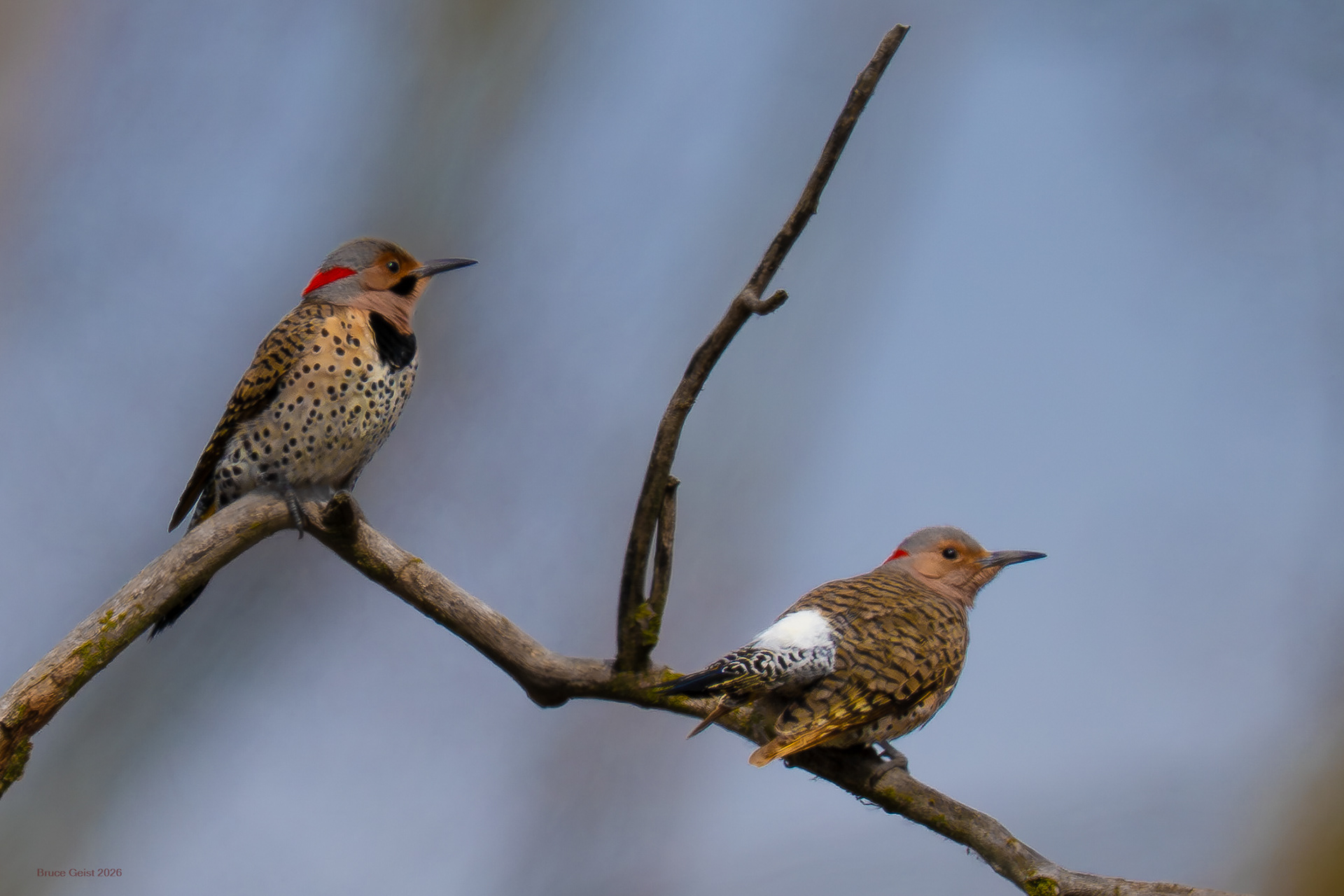 Northern Flicker (mated pair)