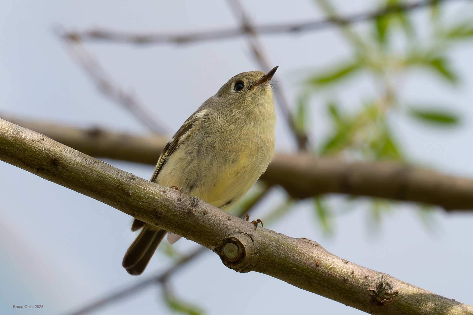 Ruby Crowned Kinglet