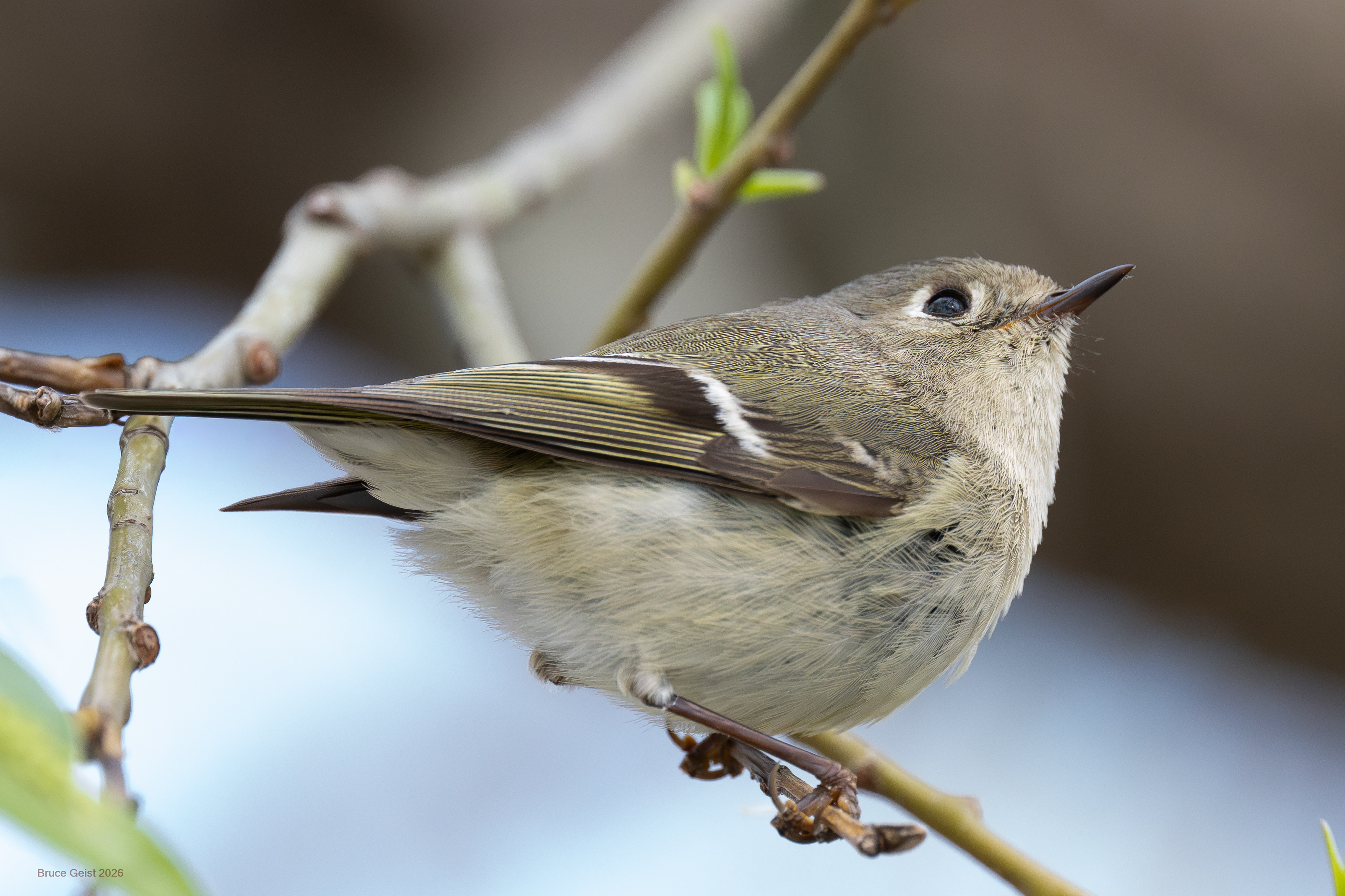Ruby Crowned Kinglet