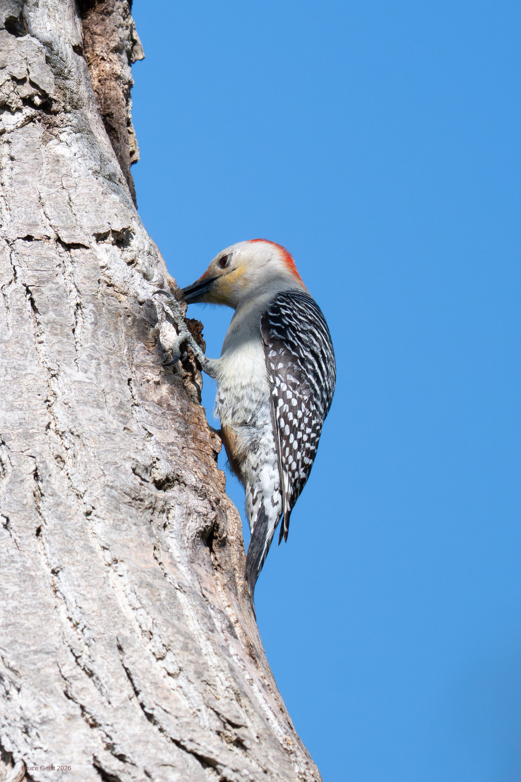 Red-bellied Woodpecker