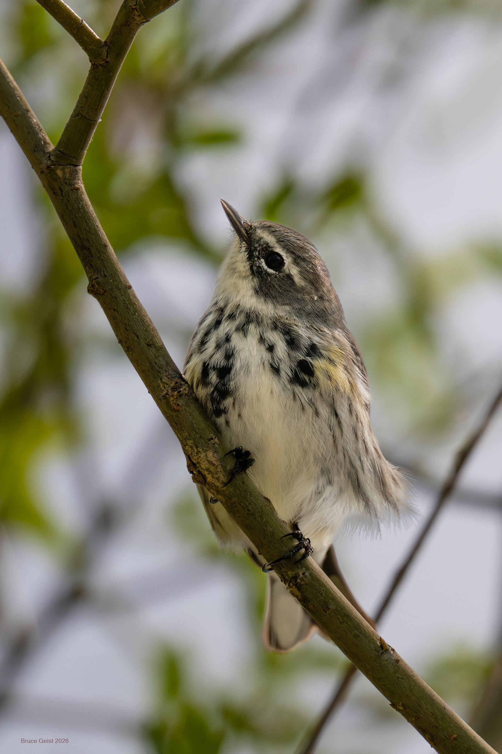 Yellow-rumped Warbler