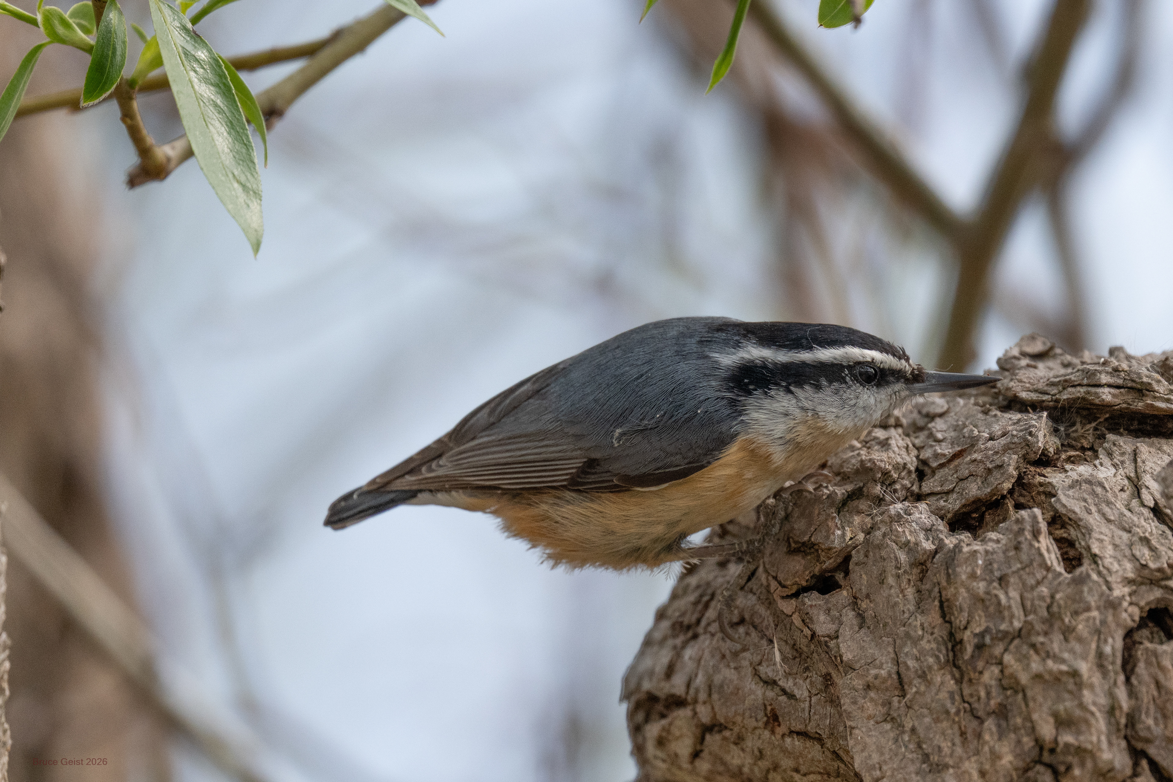 Red-breasted Nuthatch