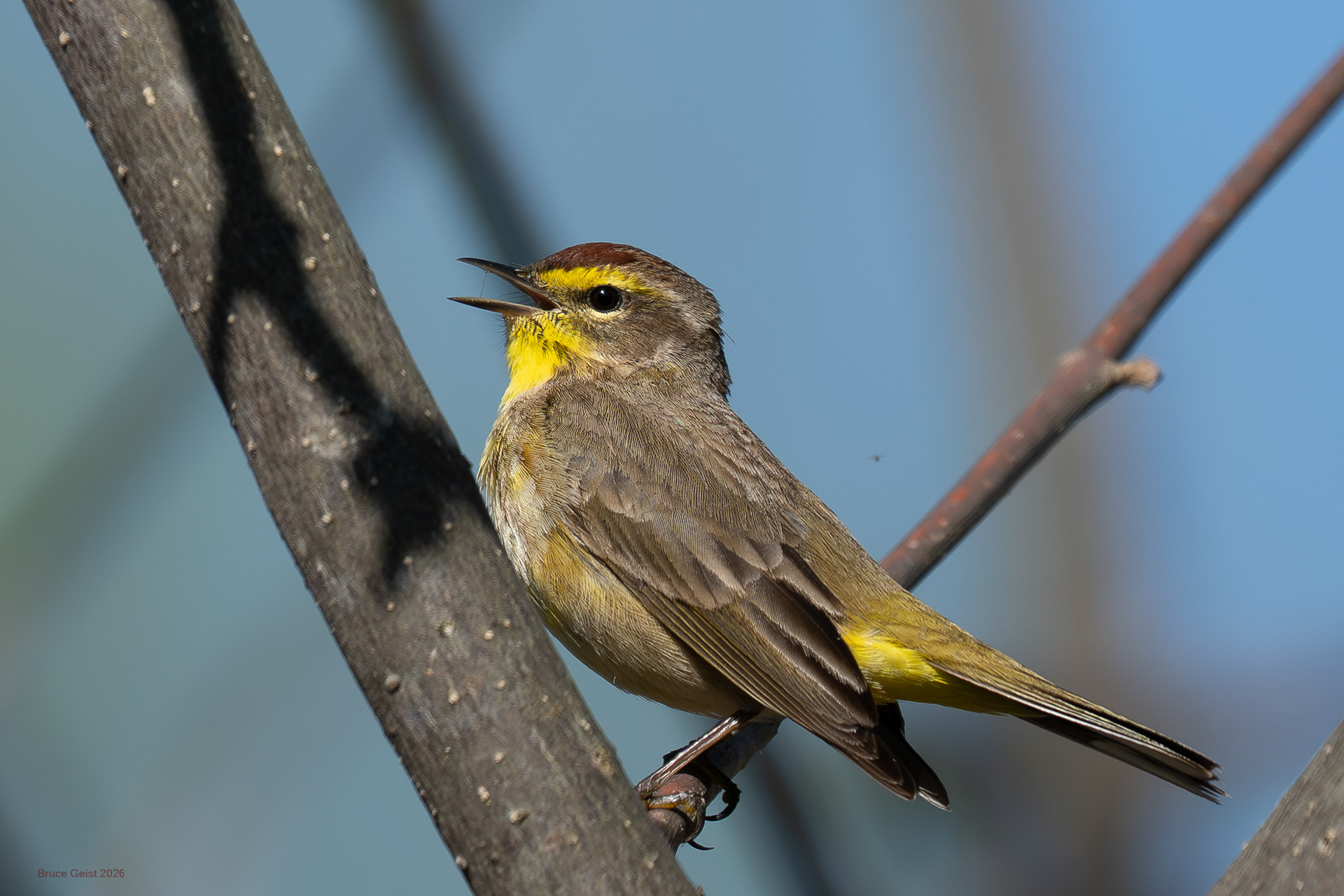 Palm Warbler