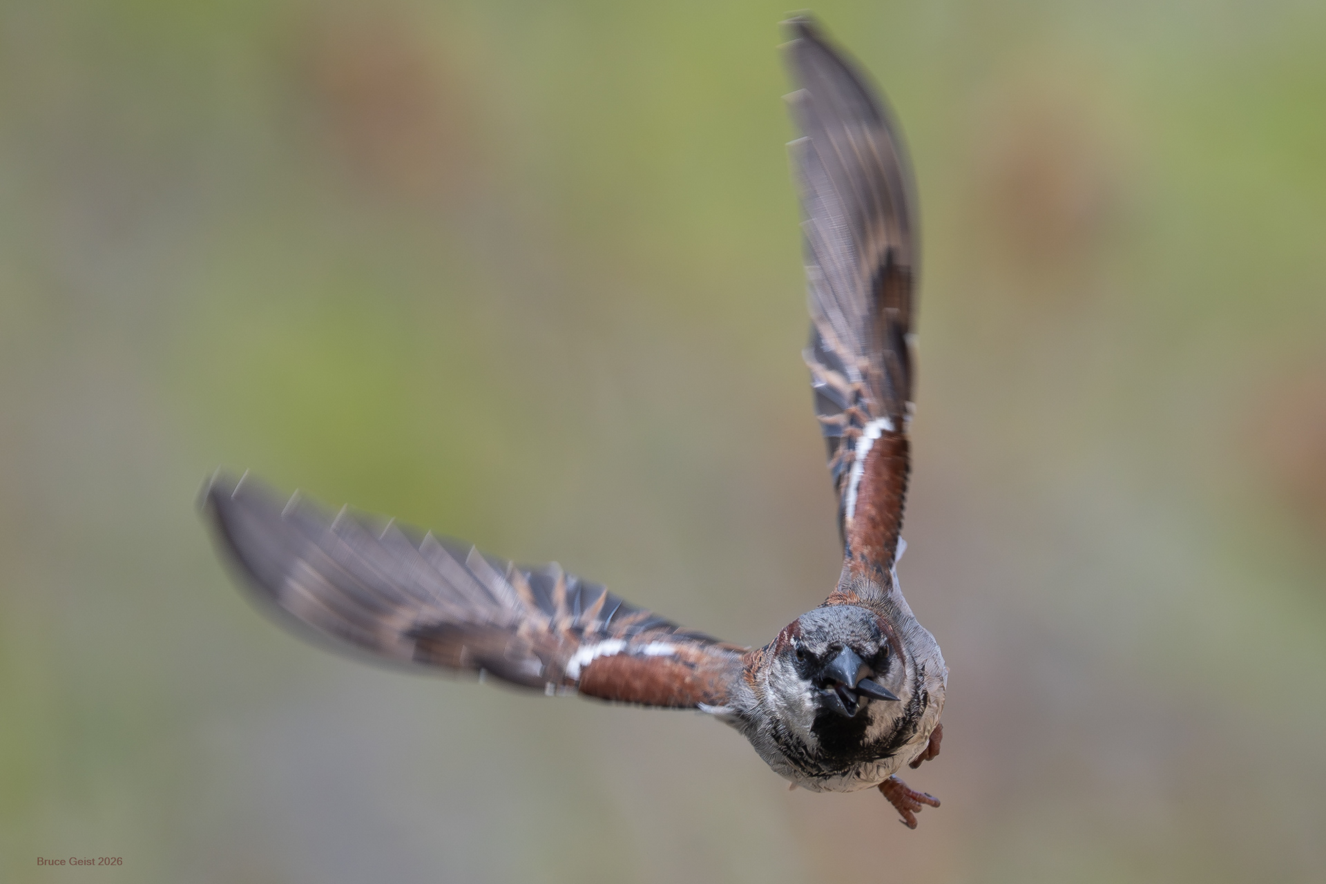 House Sparrow